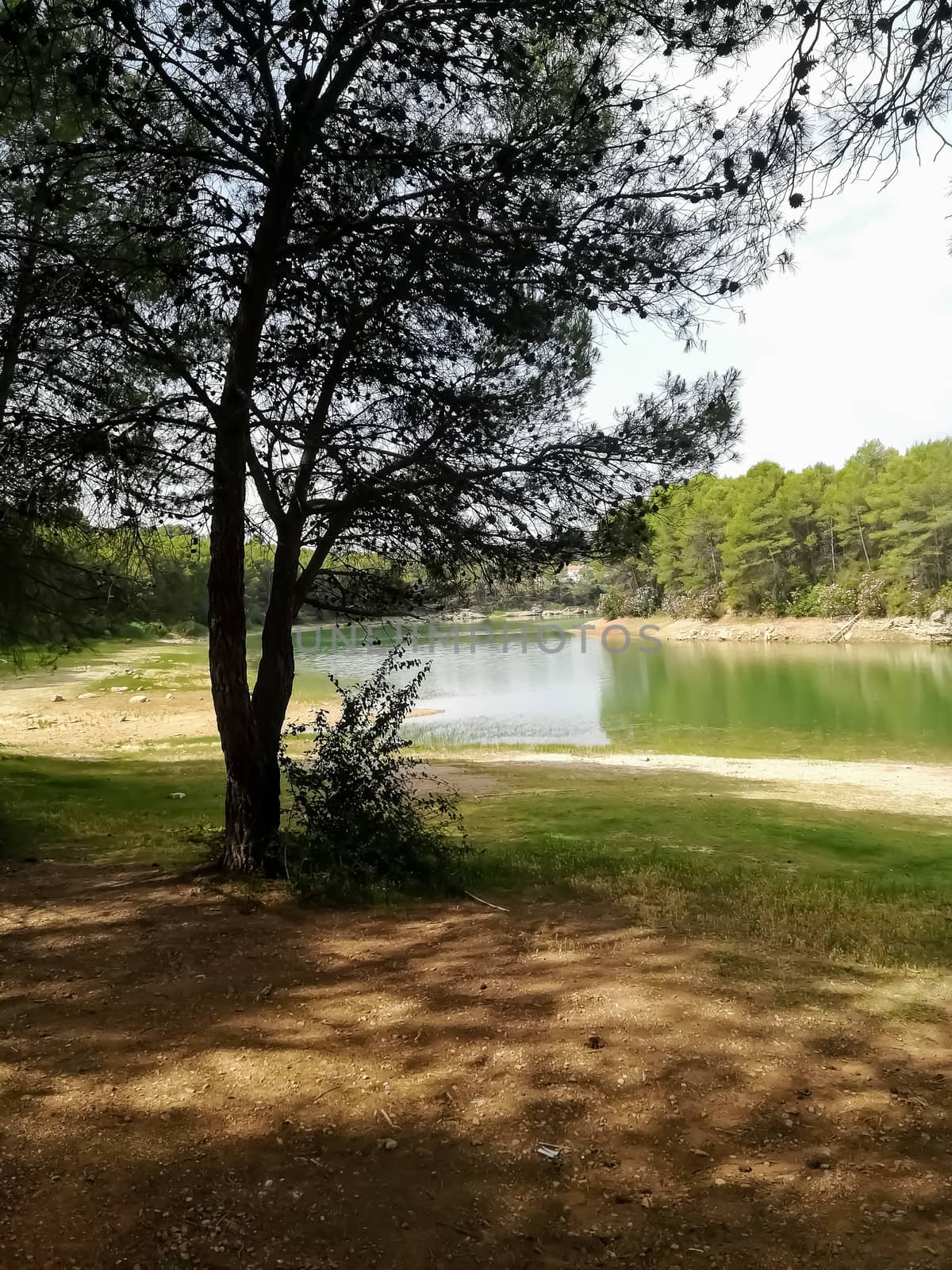 Reservoir practically dry with many pine trees around its perimeter