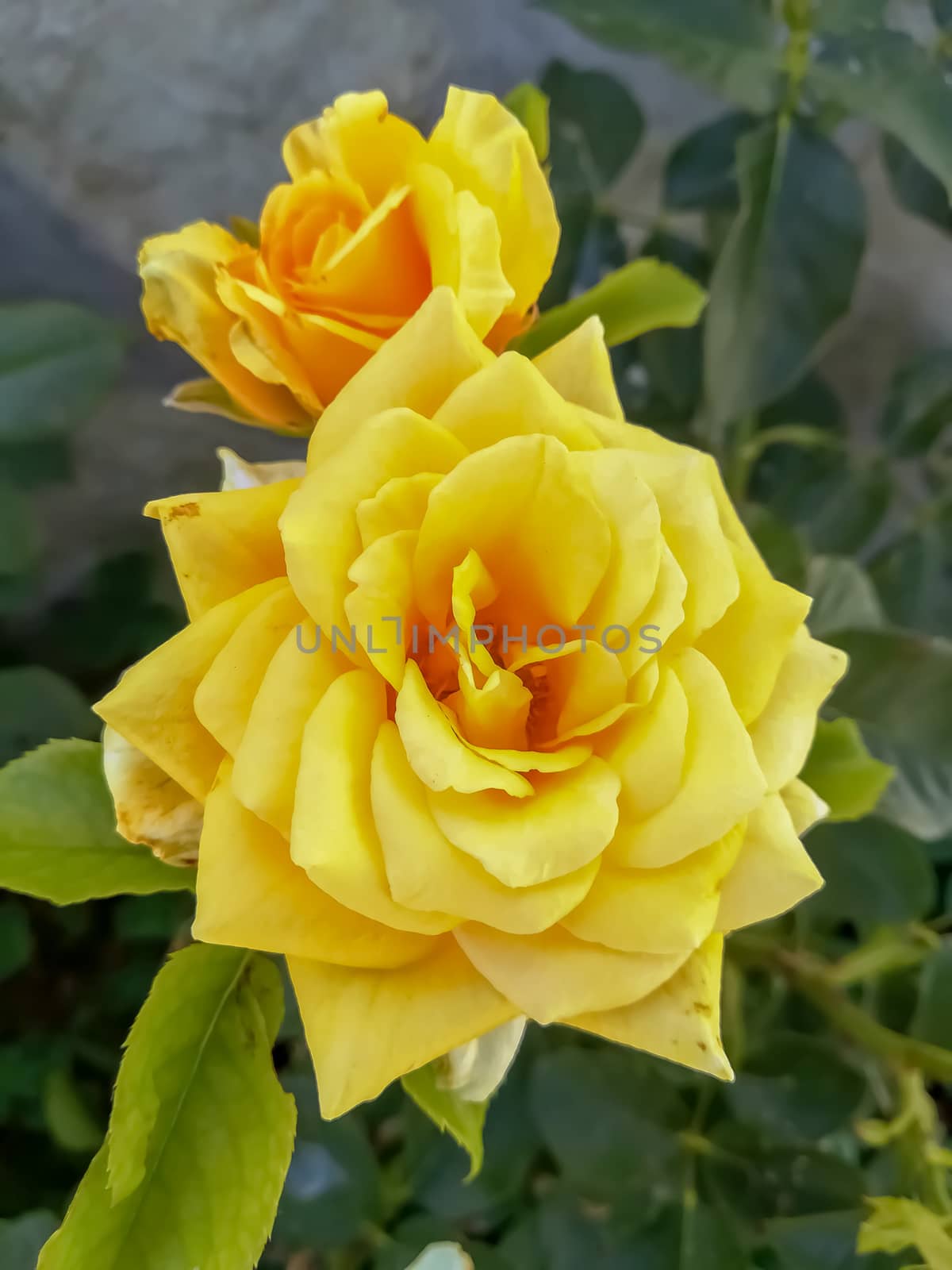 Two yellow roses with unfocused green leaves background