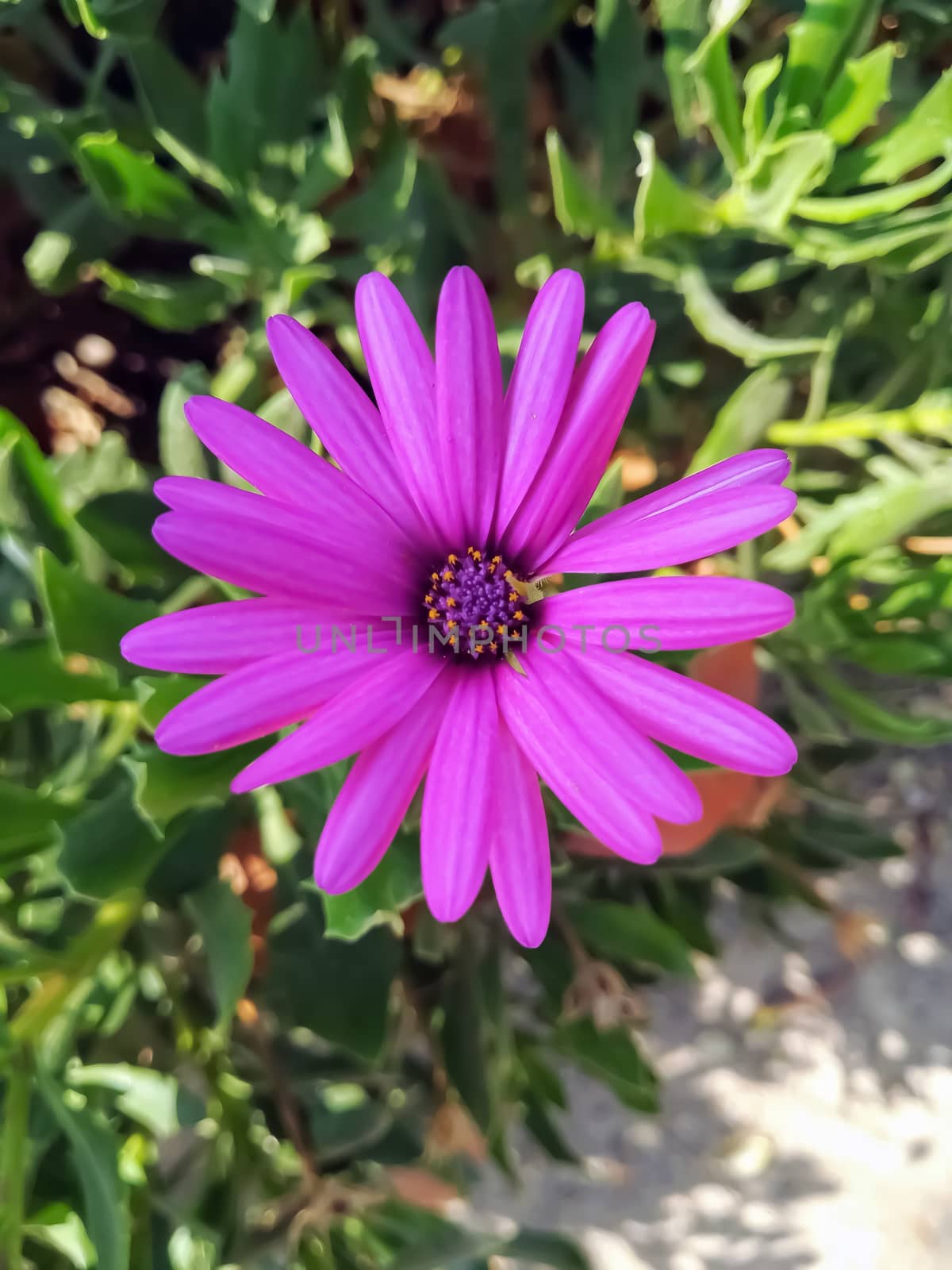 Purple daisy with purple and yellow center and green leaves background