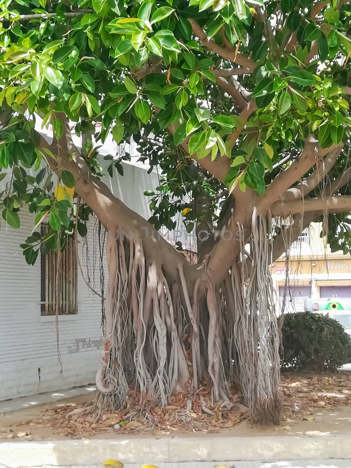 Tree with strange roots that hang from its branches and reach the ground