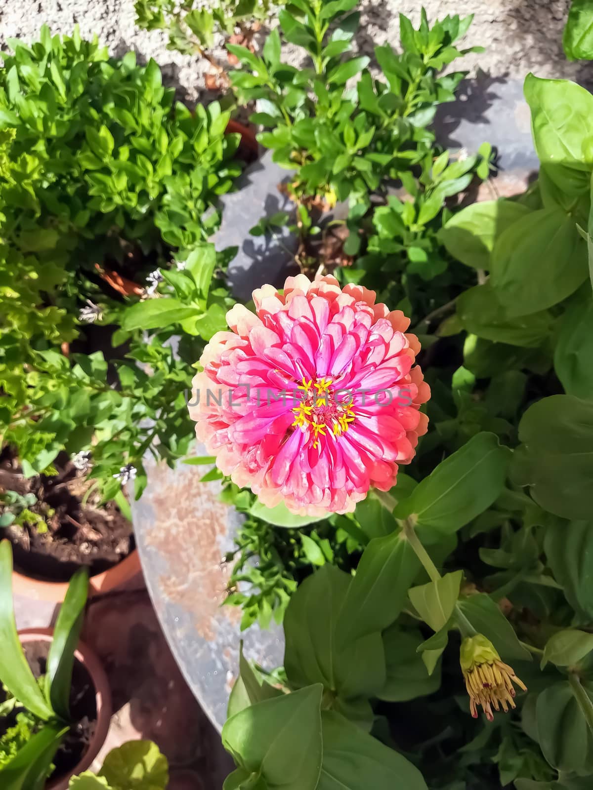 Pink zinnia flower with yellow center with green leaves