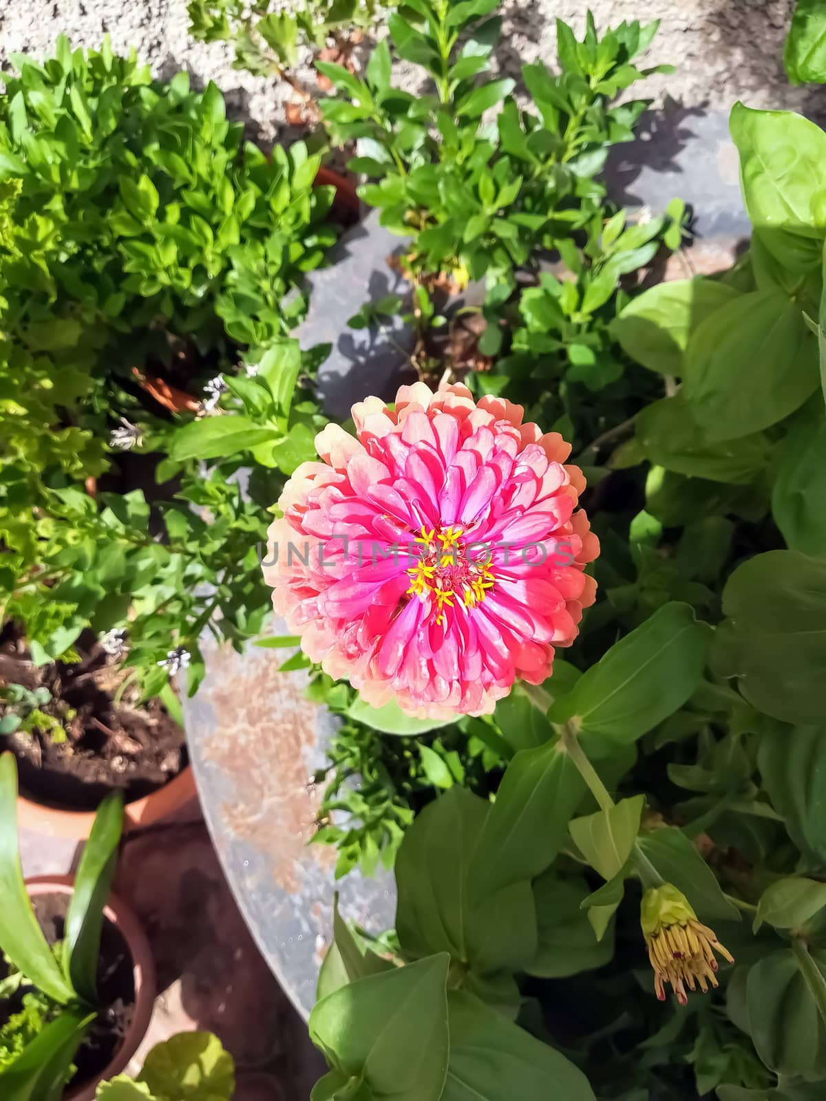 Pink zinnia flower with yellow center by Barriolo82