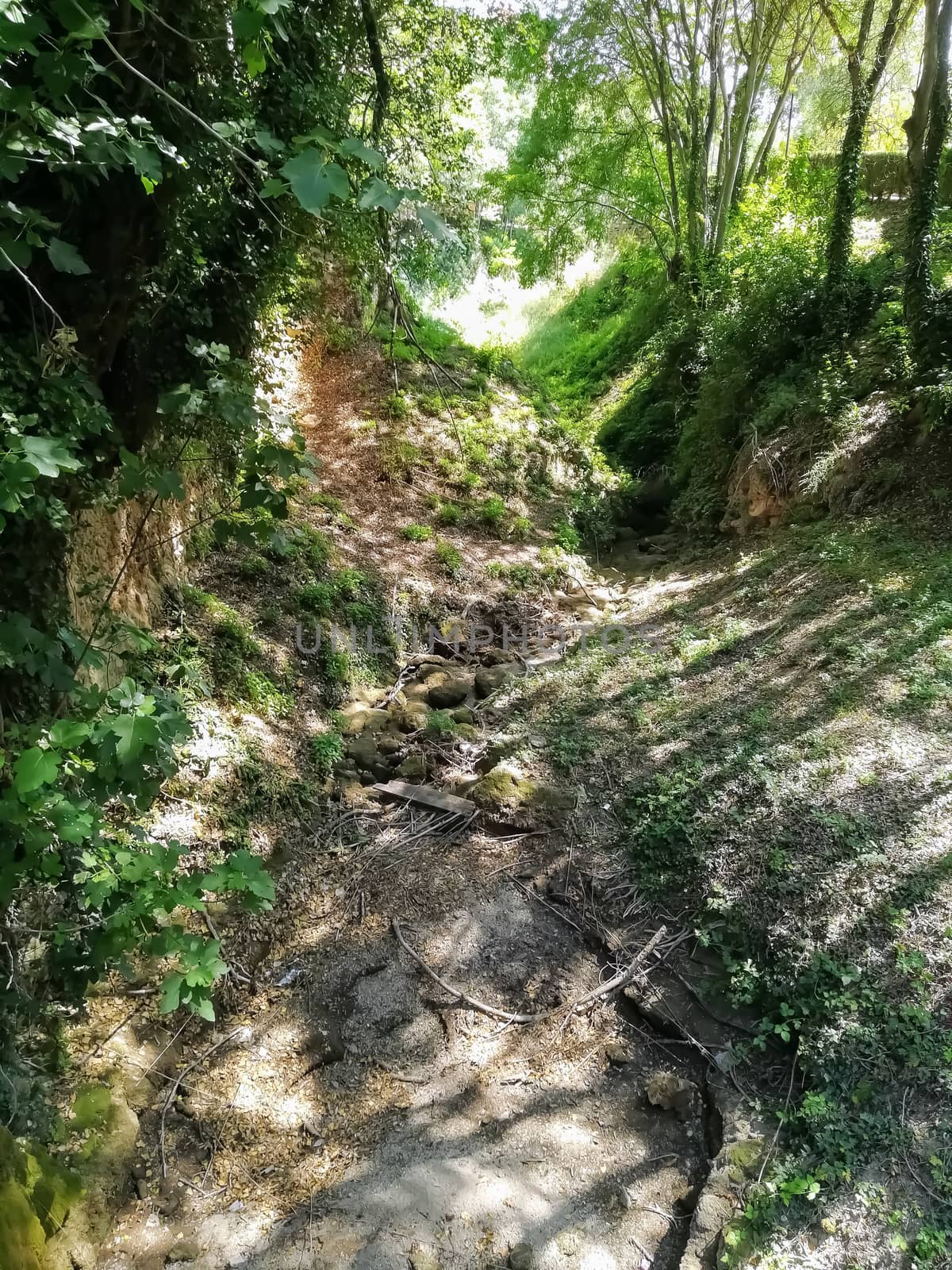 Dry channel of the natural landscape of Floresta with a lot of vegetation