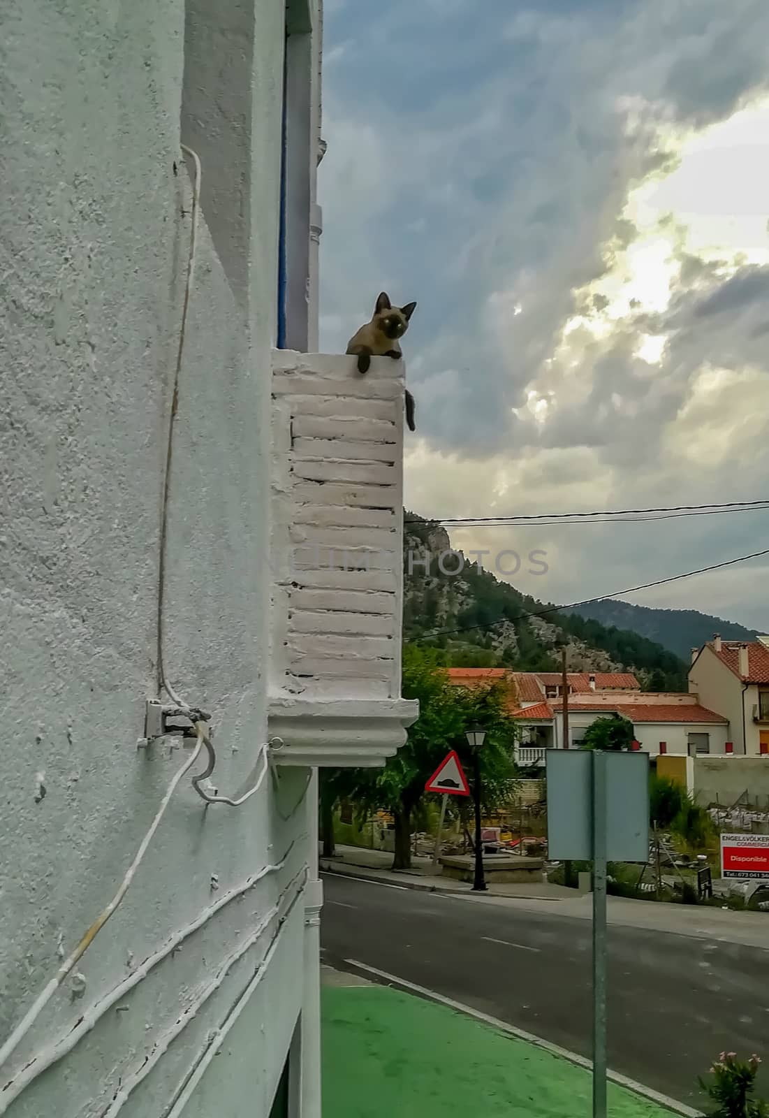 Cat leaned on white balcony with mountains in the background and cloudy sky