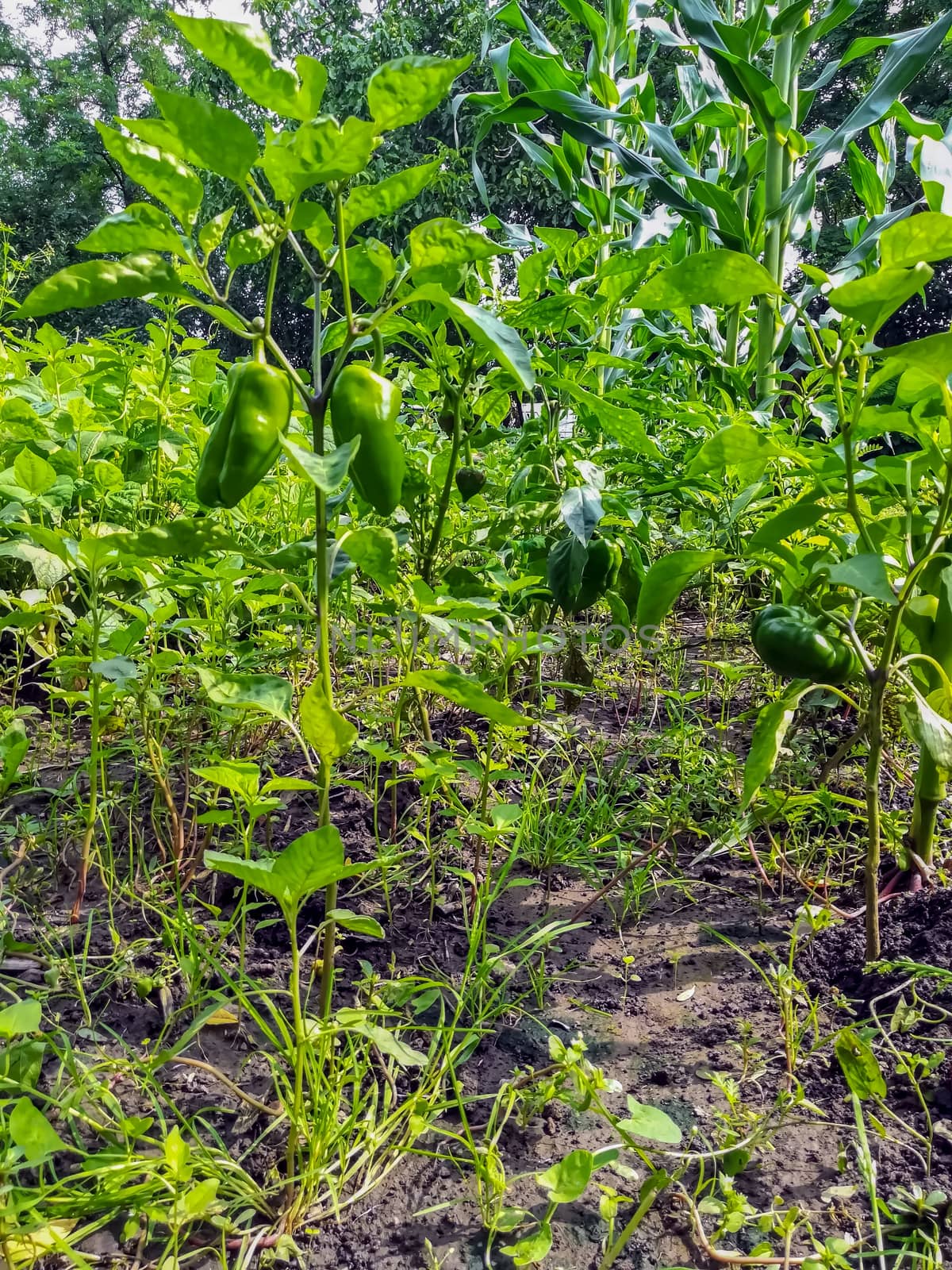 Field view of growing peppers from the interior in Romania