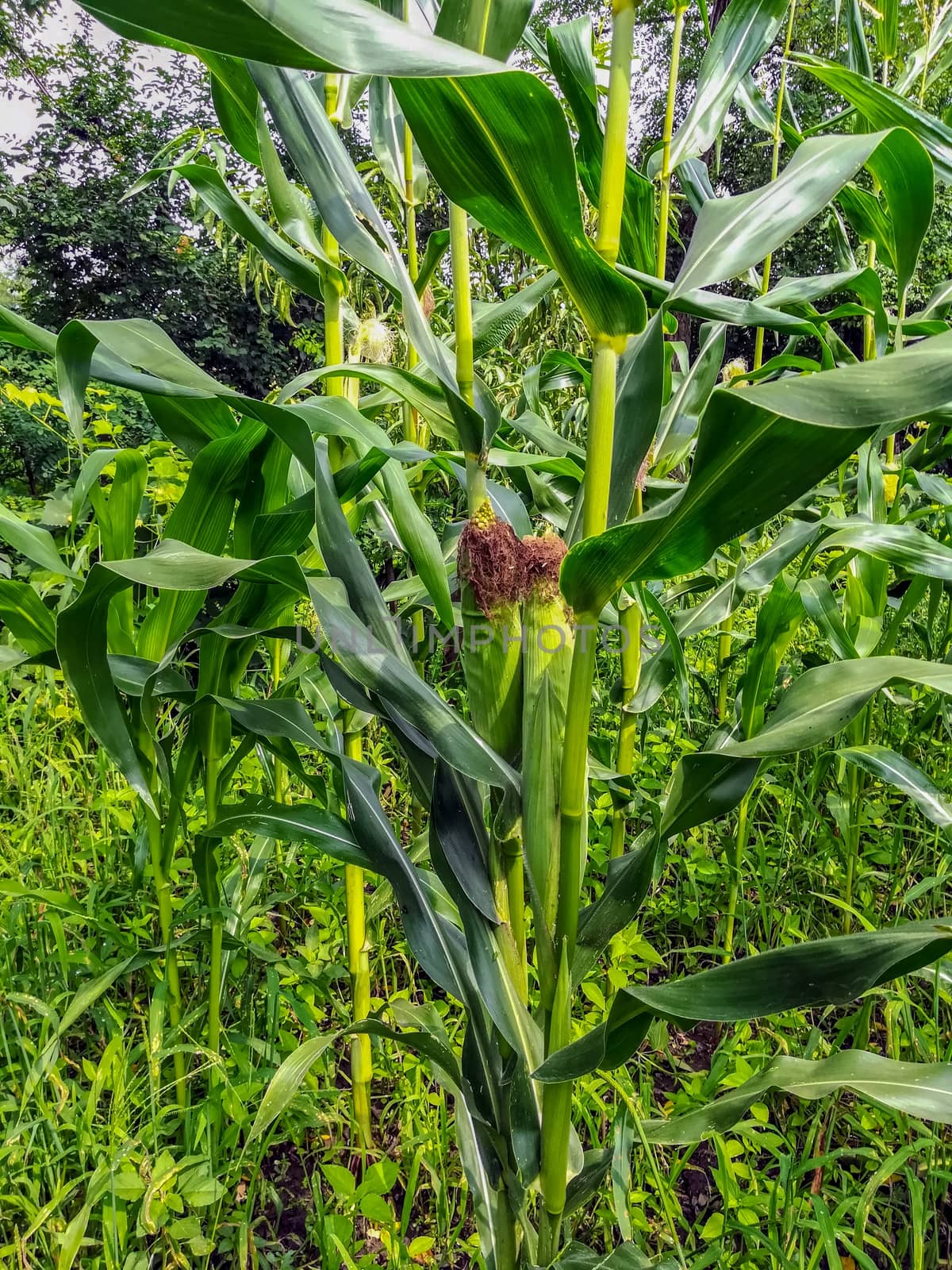 Field view of corn cultivation from the interior in Romania