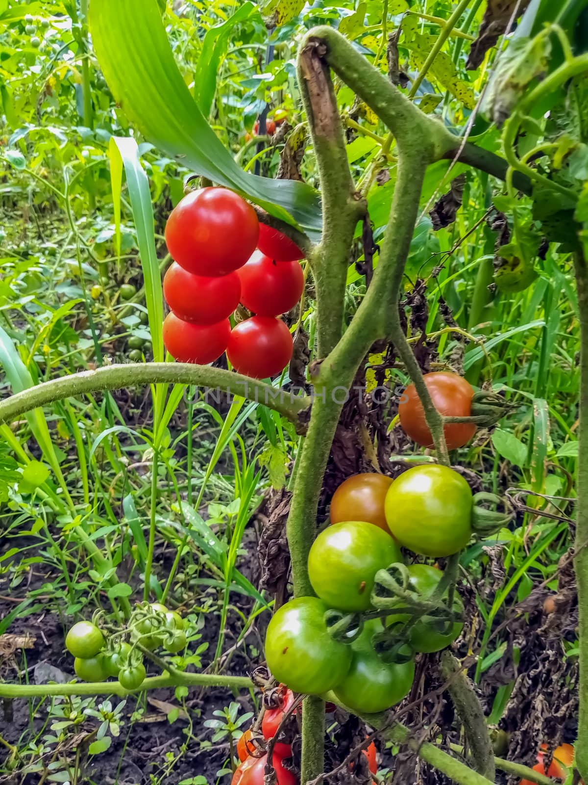View of tomato growing field from the inside in Romania