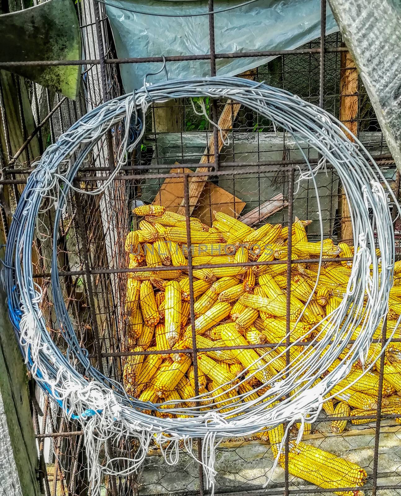 Storage cage made of wire to store corn with a roll of wire hung