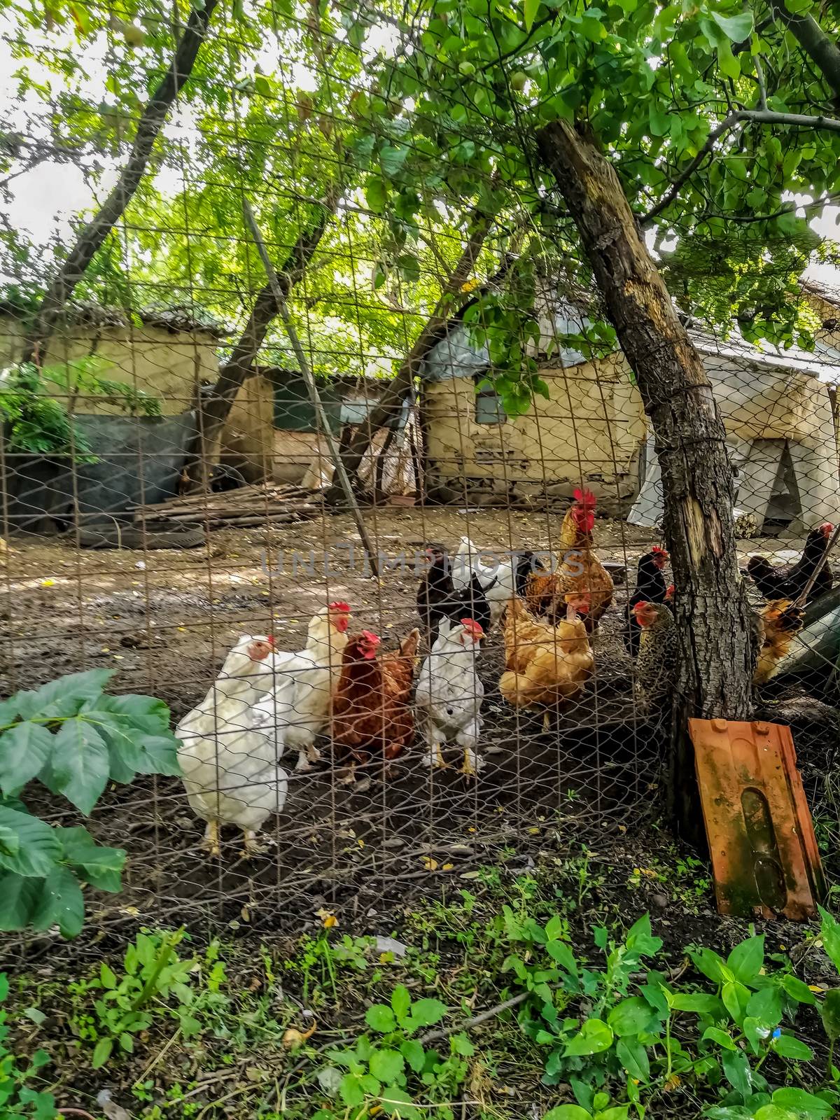 Rural hen house made with wire sheets in the home garden