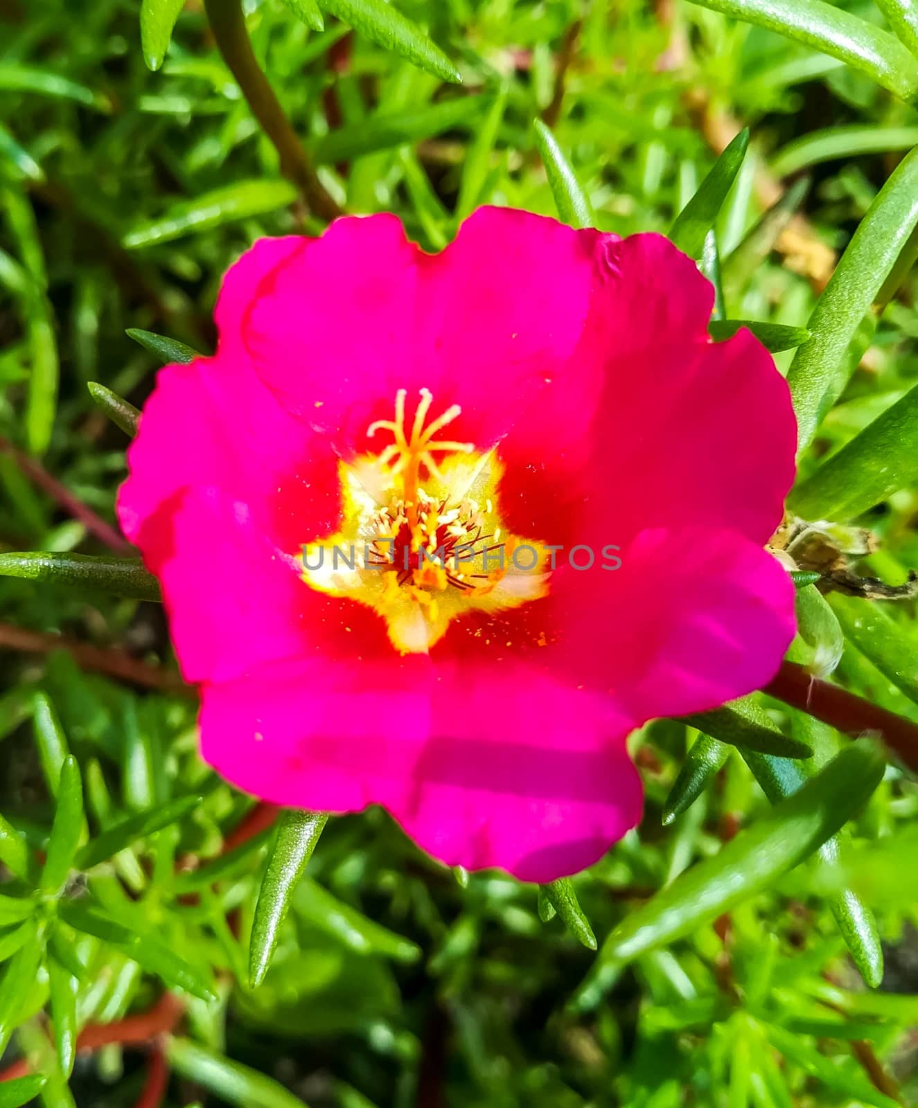 Pink flower with yellow star center and scattered pollen with green leaves background