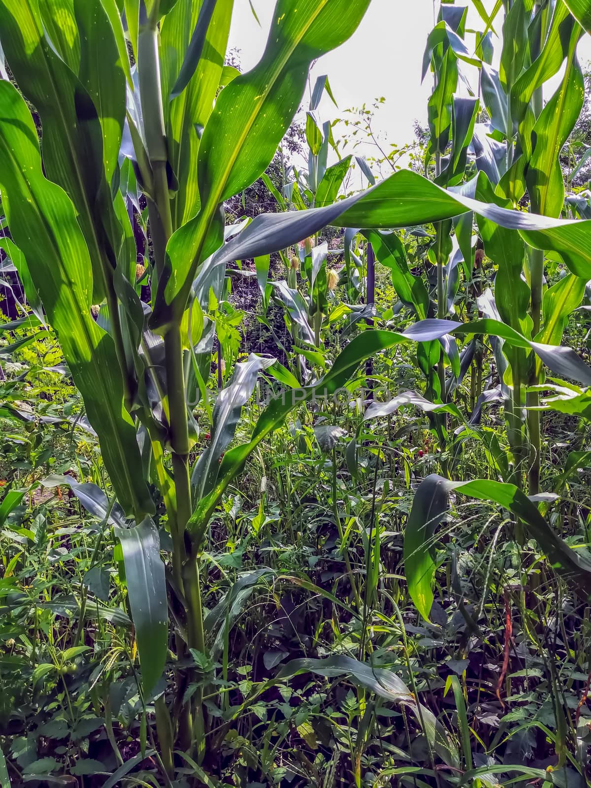 Field view of corn cultivation from the interior in Romania