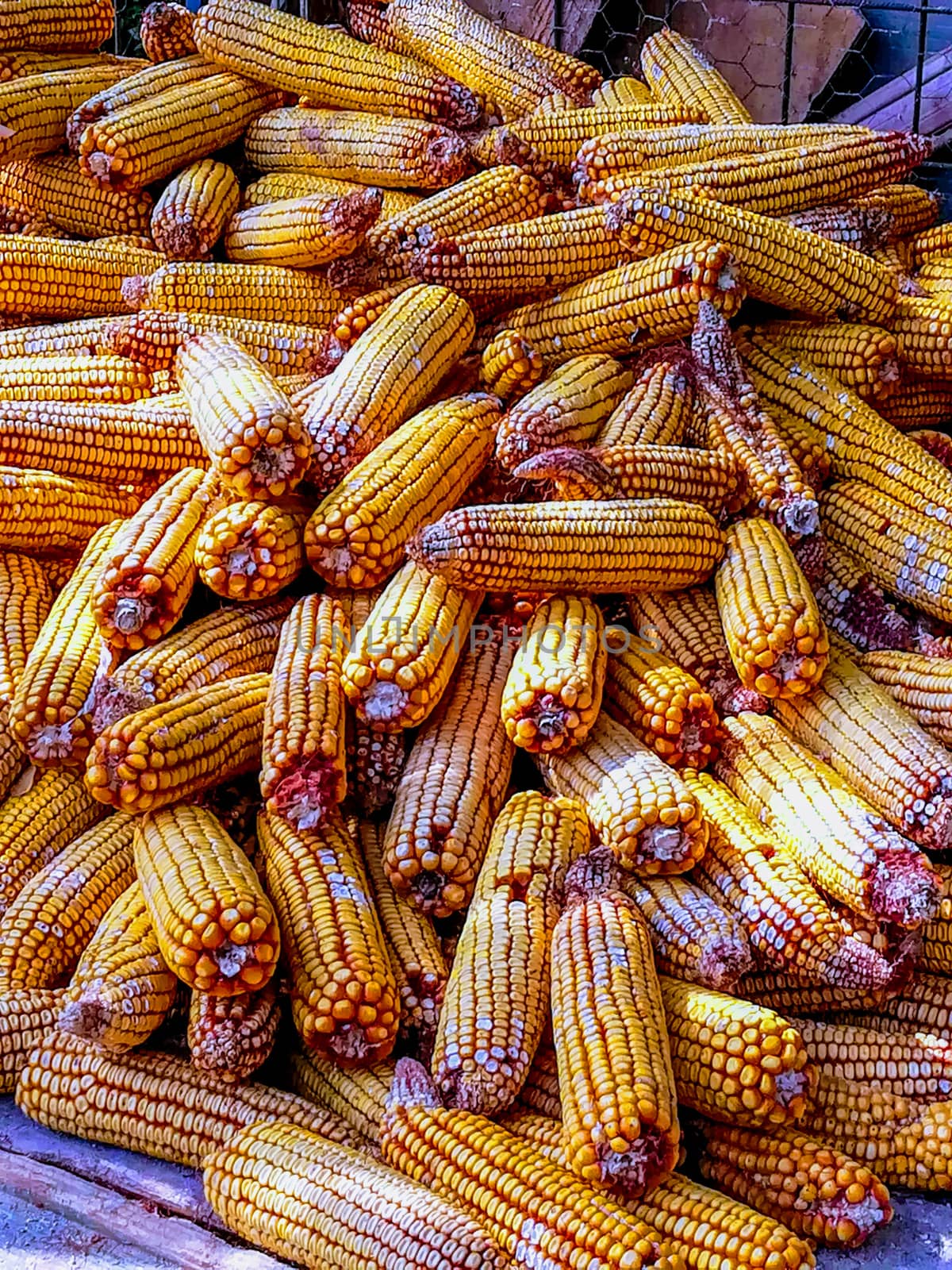 View of corn harvested without leaves with many dry grains