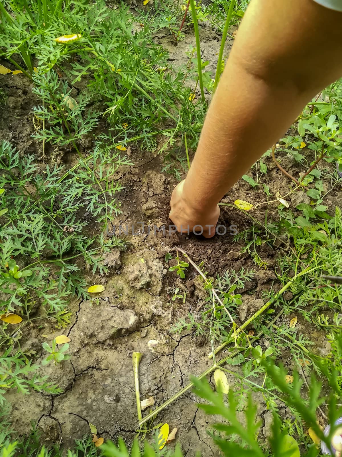 View of a woman fist pulling a carrot from the garden floor