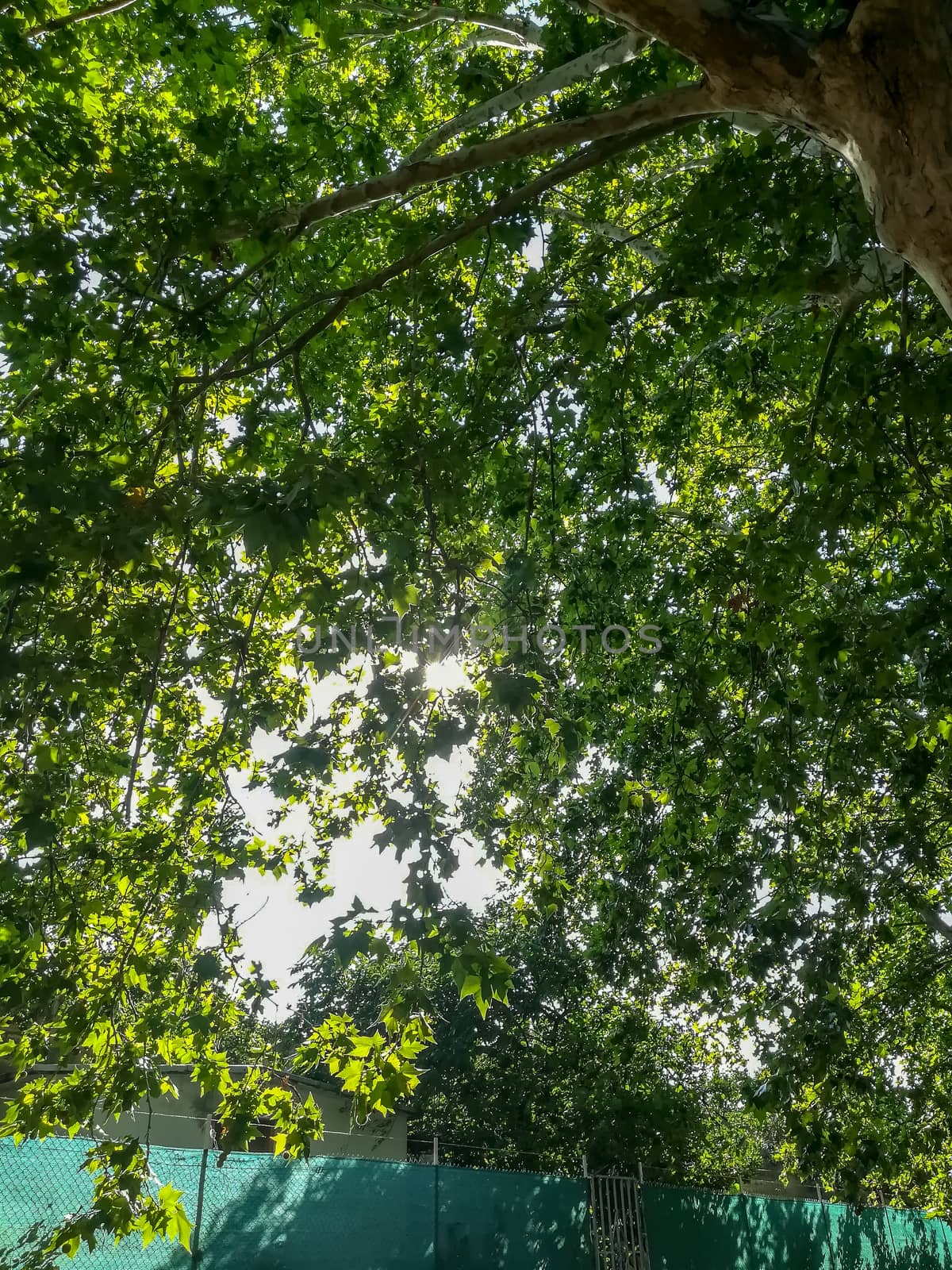 Background of green leaves in different shades with sunlight crossing them