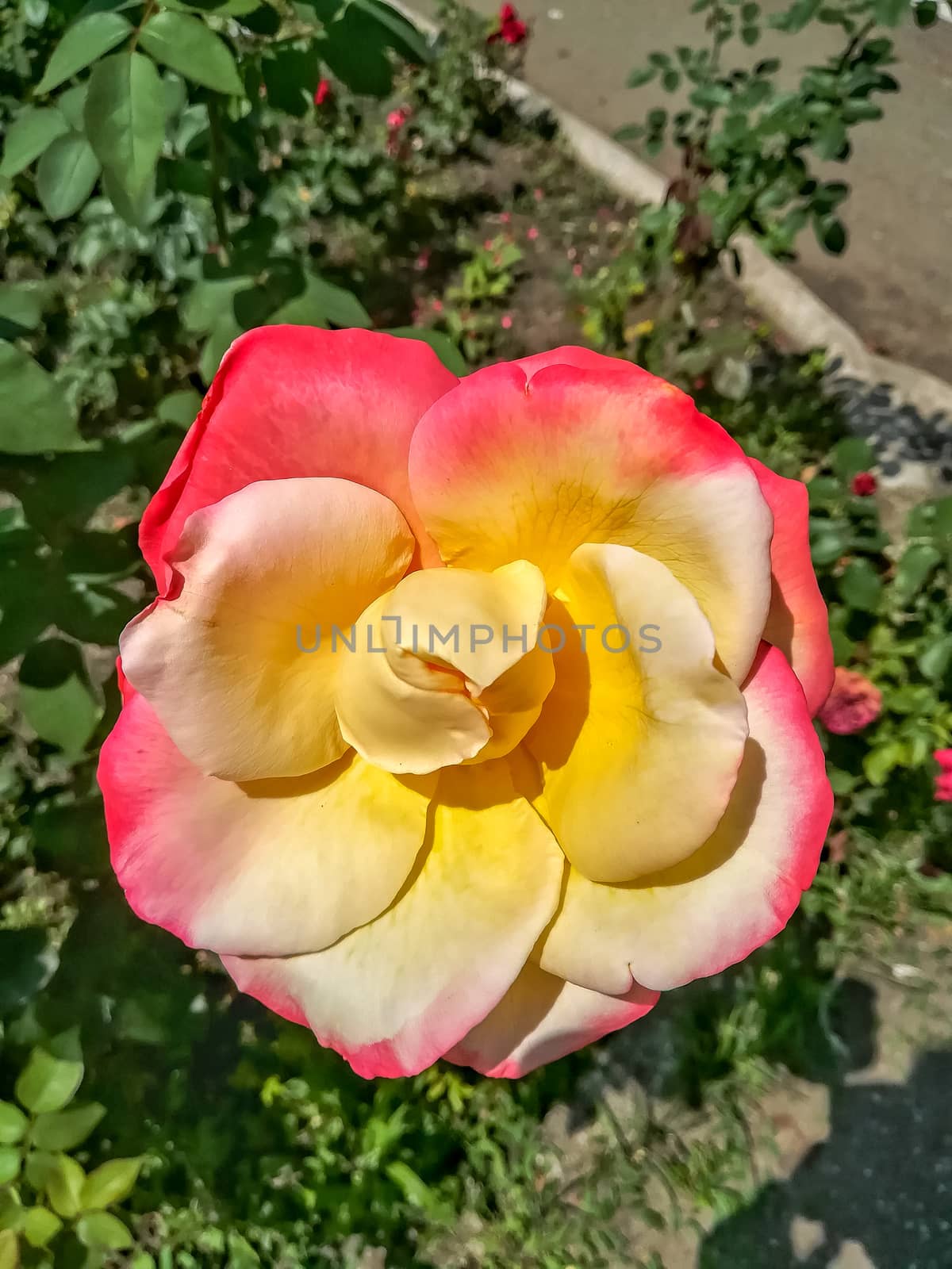 Pink and yellow flower with a peculiar shape with green leaves background