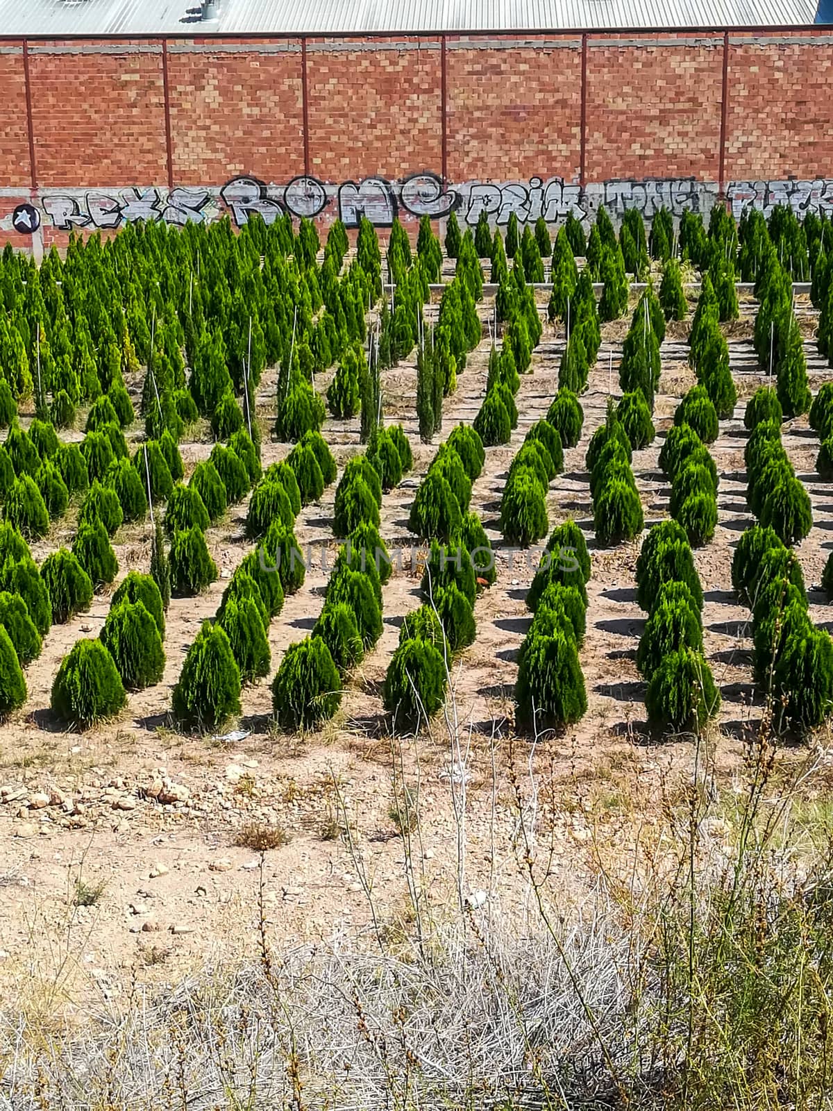 Planting of small hedges placed in crooked rows with a brick wall in the background