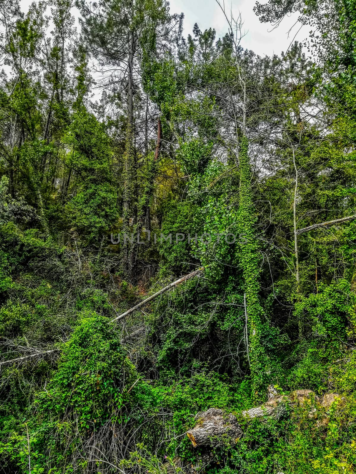 Background of small trees with very green climbing plants in Segorbe