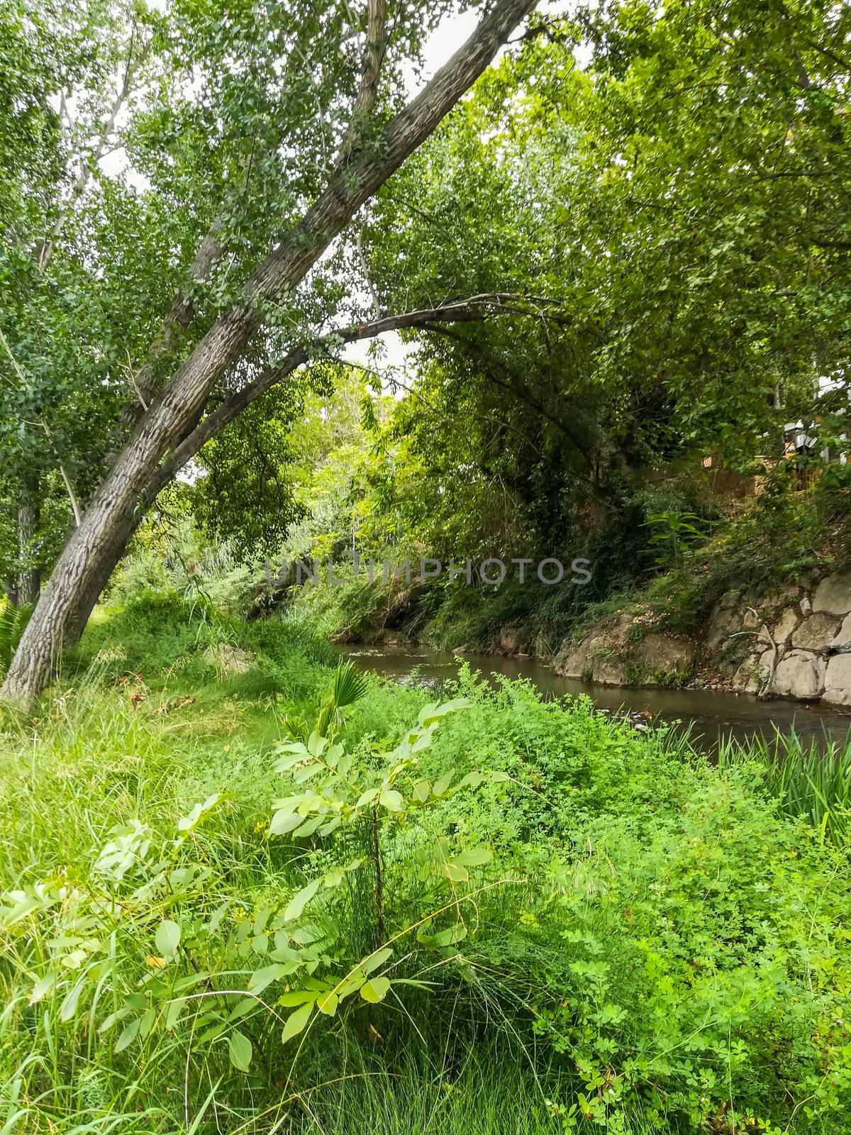 View of Palancia river a lot of vegetation as it passes through Segorbe