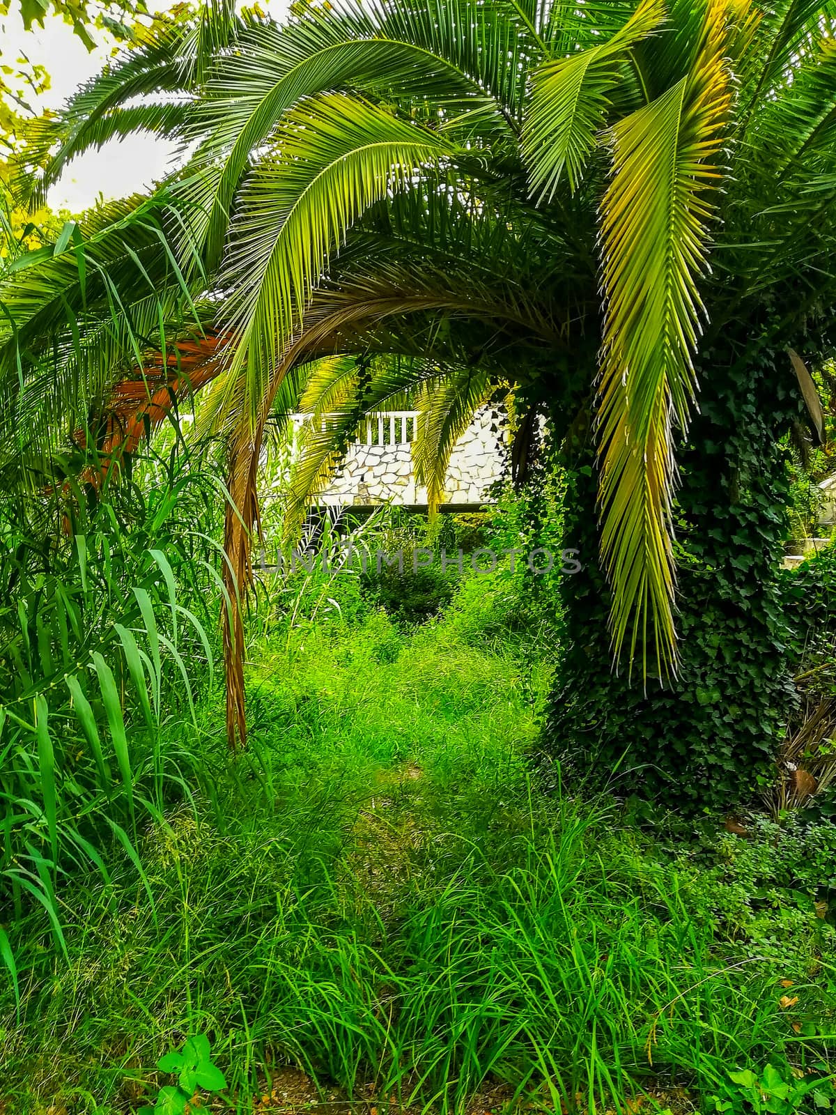 Palm tree with climbing plant in the trunk with a lot of vegetation around