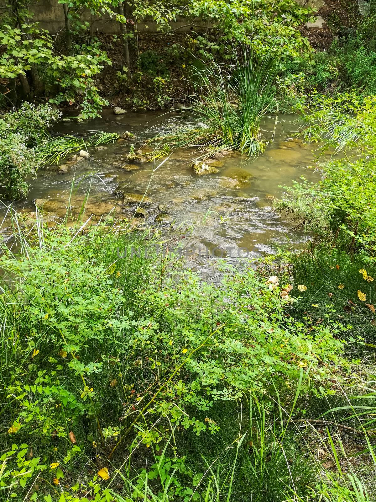 View of Palancia river a lot of vegetation as it passes through Segorbe