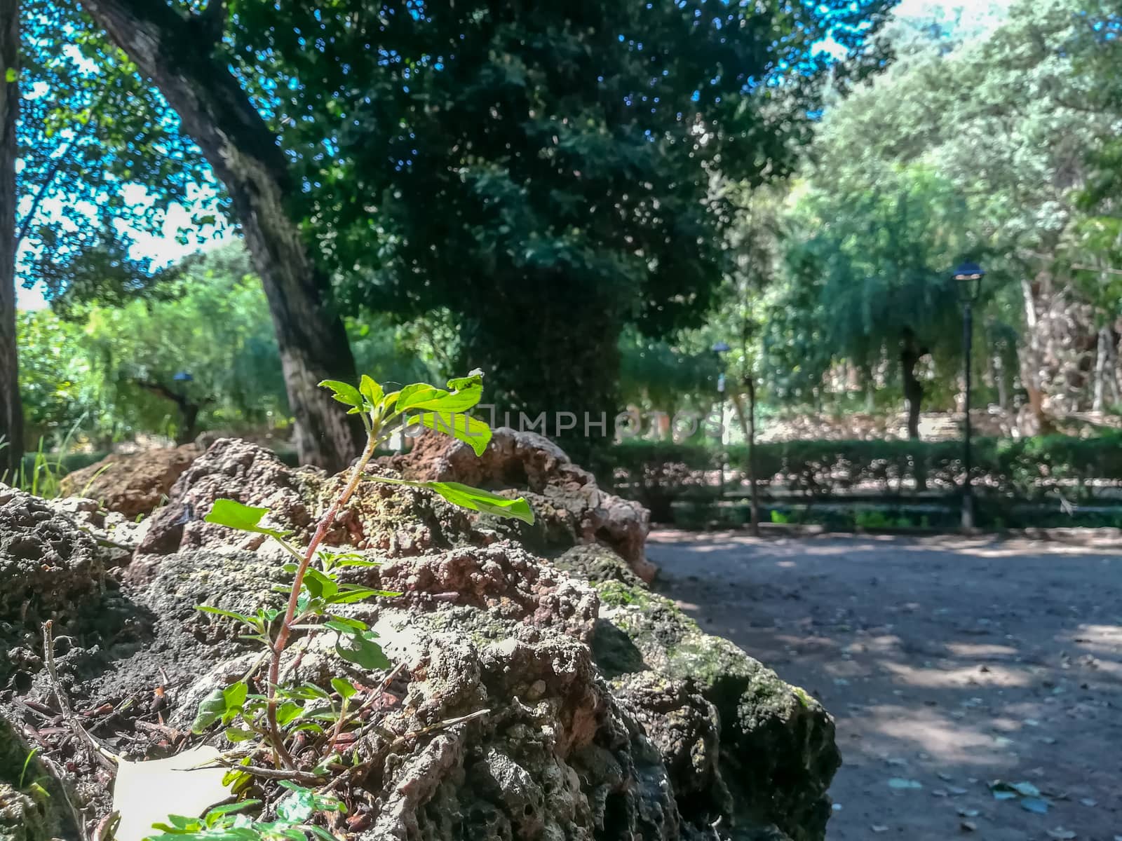 Small plant growing on a rock with trees in the background