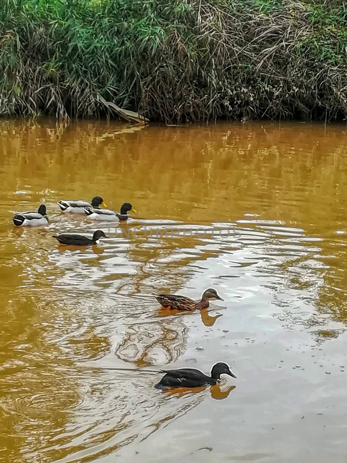 Ducks swimming in the river of the natural setting of Clot by Barriolo82