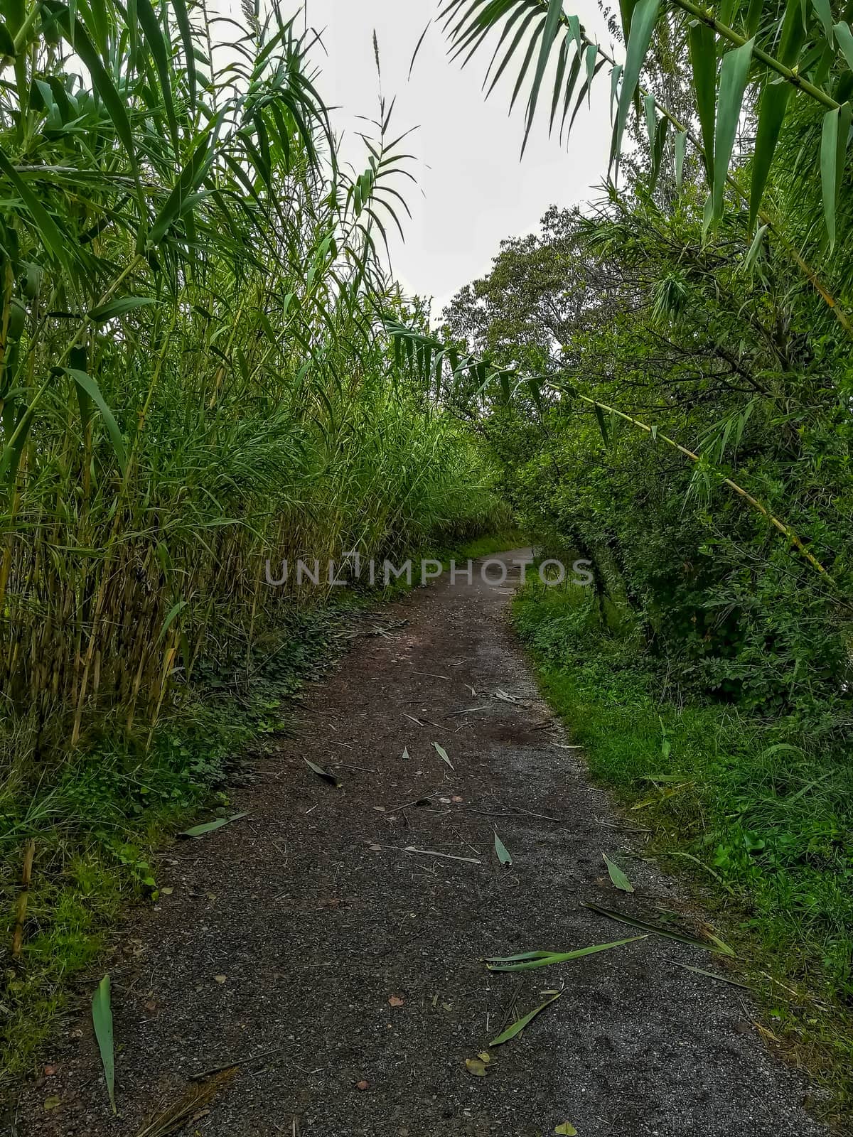 Dirt road with lots of vegetation on the banks on a gray day