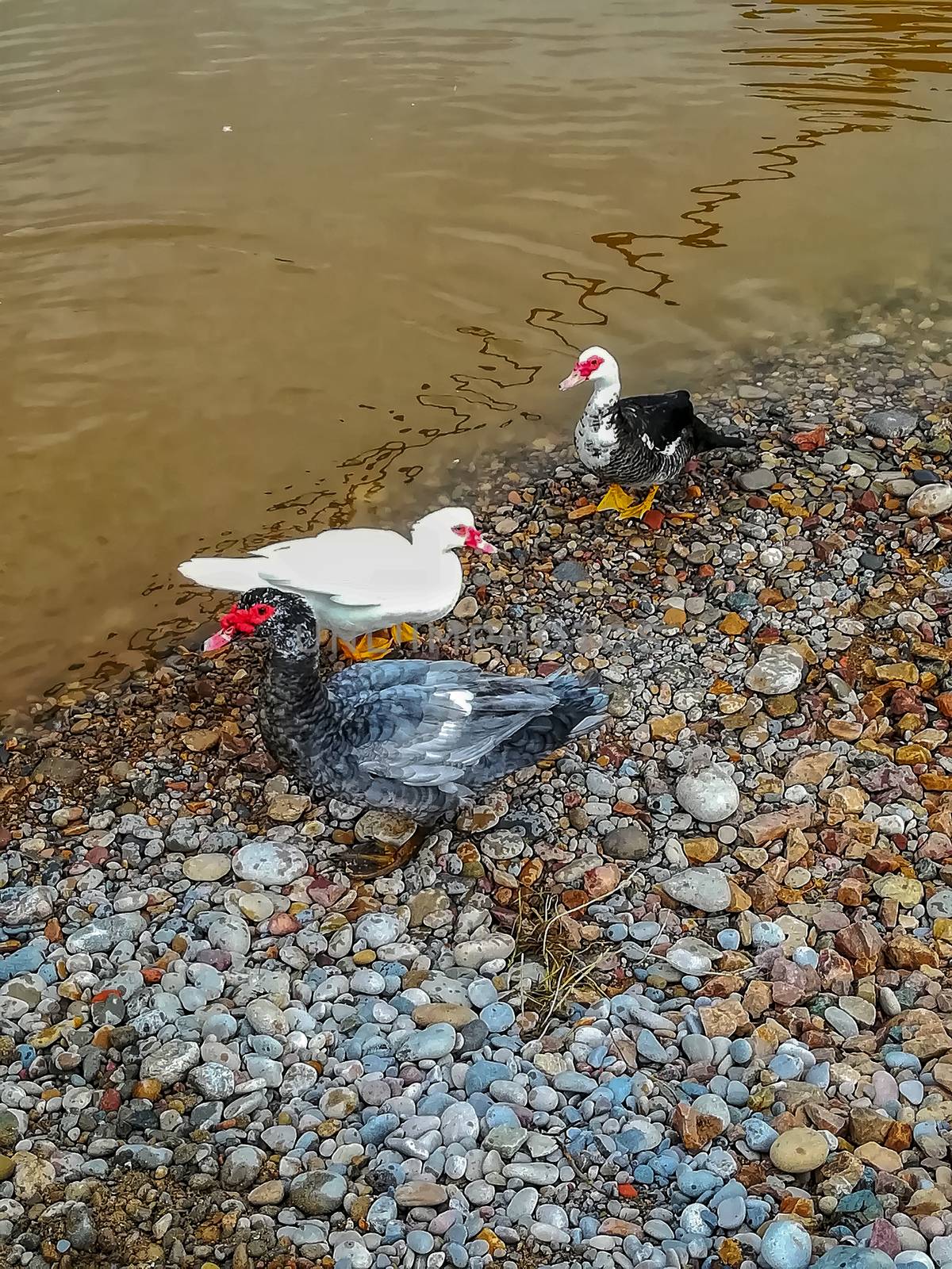 Ducks in the river of the natural setting of Clot with sediment laden water after heavy rains