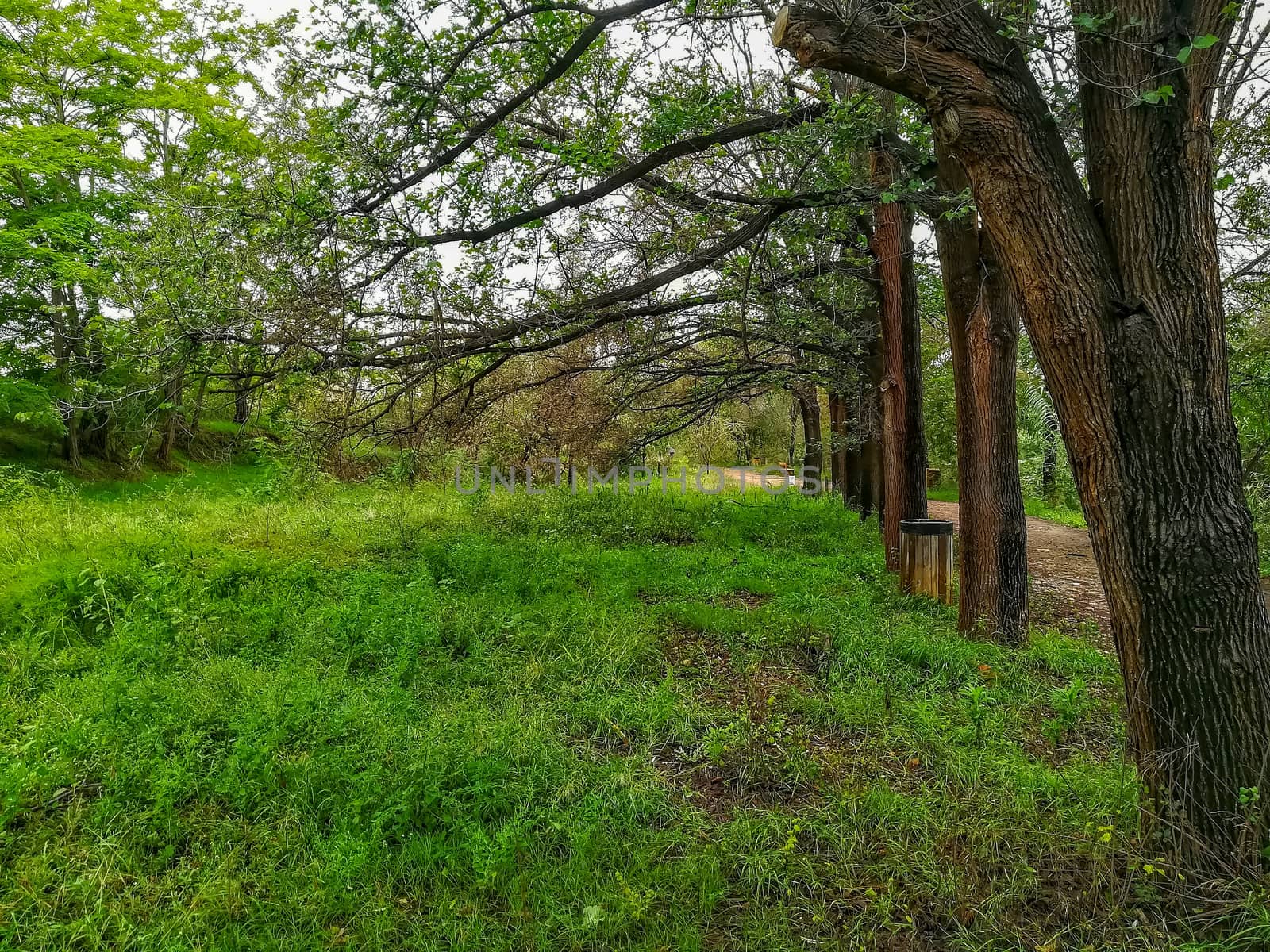 Row of trees in the natural setting of Clot