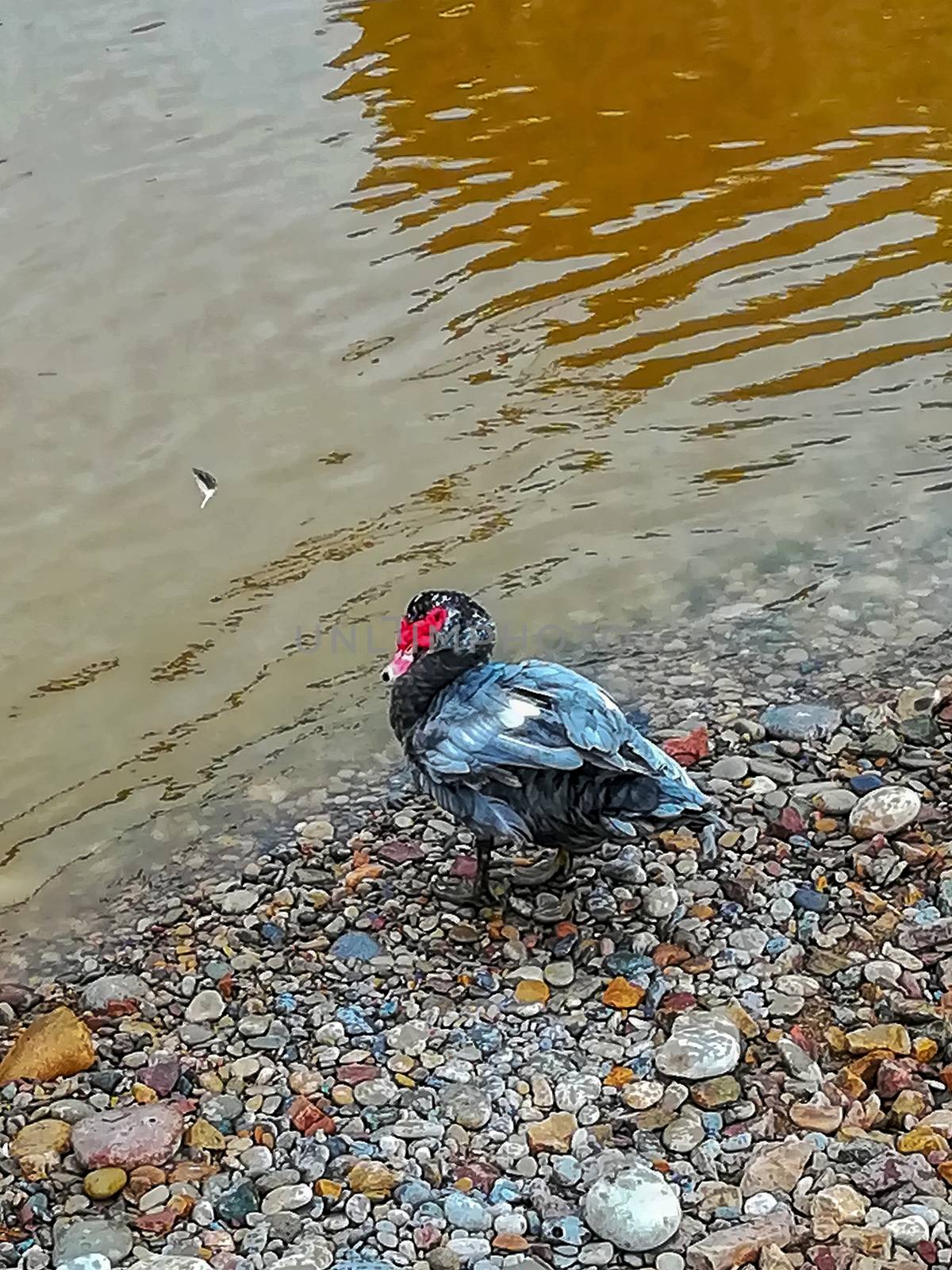 Ducks in the river of the natural setting of Clot with sediment laden water after heavy rains