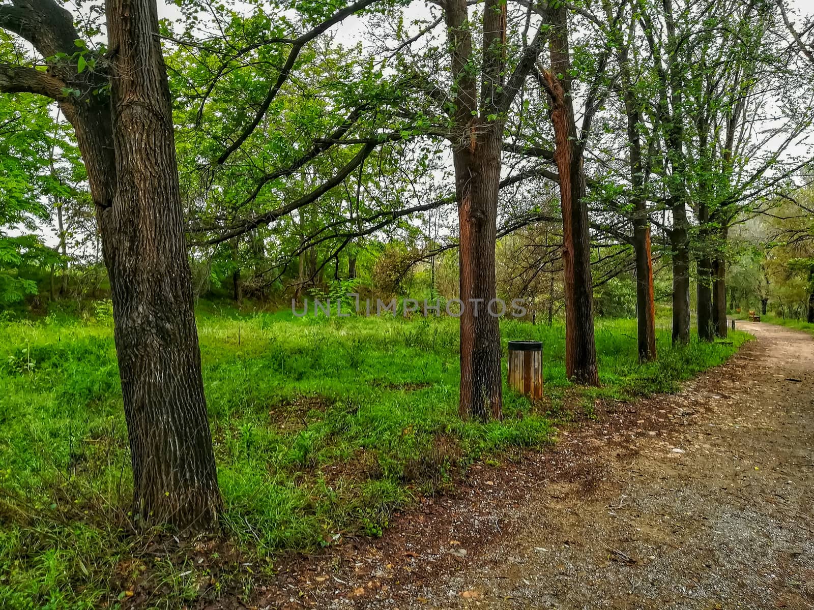 Row of trees in the natural setting of Clot