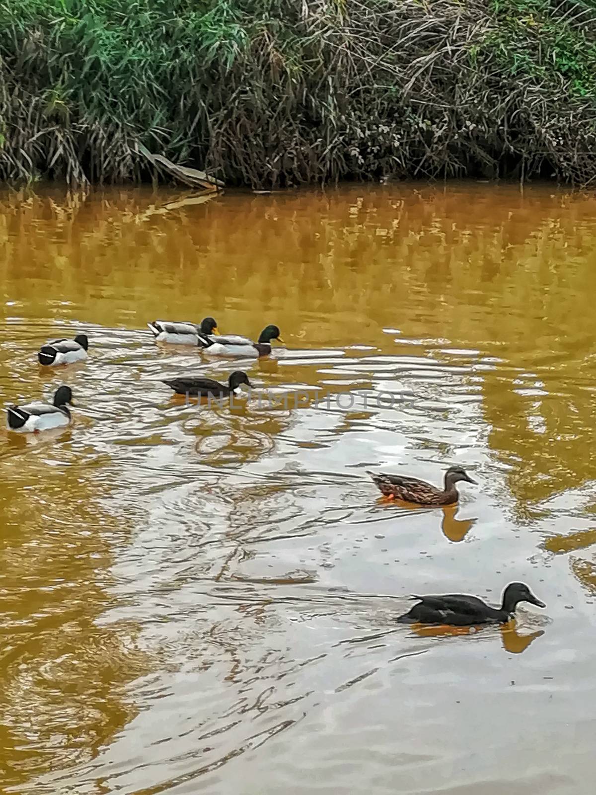 Ducks swimming in the river of the natural setting of Clot with sediment laden water after heavy rains