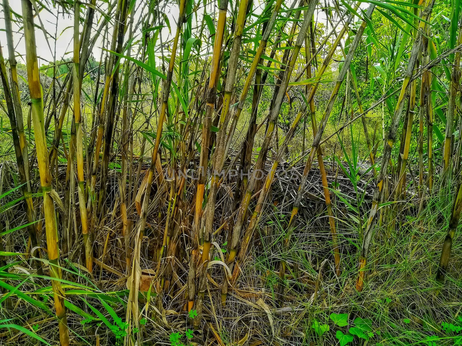 Reeds in yellow and green tones in the natural setting of clot