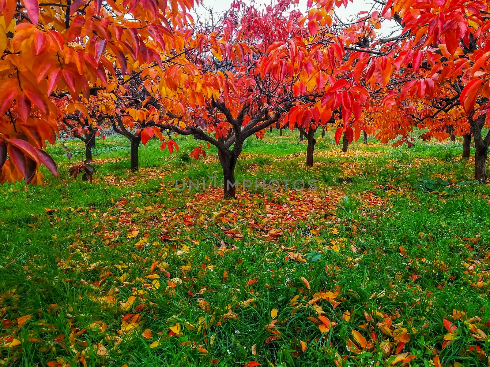 Plantation of kaki trees with leaves in reddish in autumn