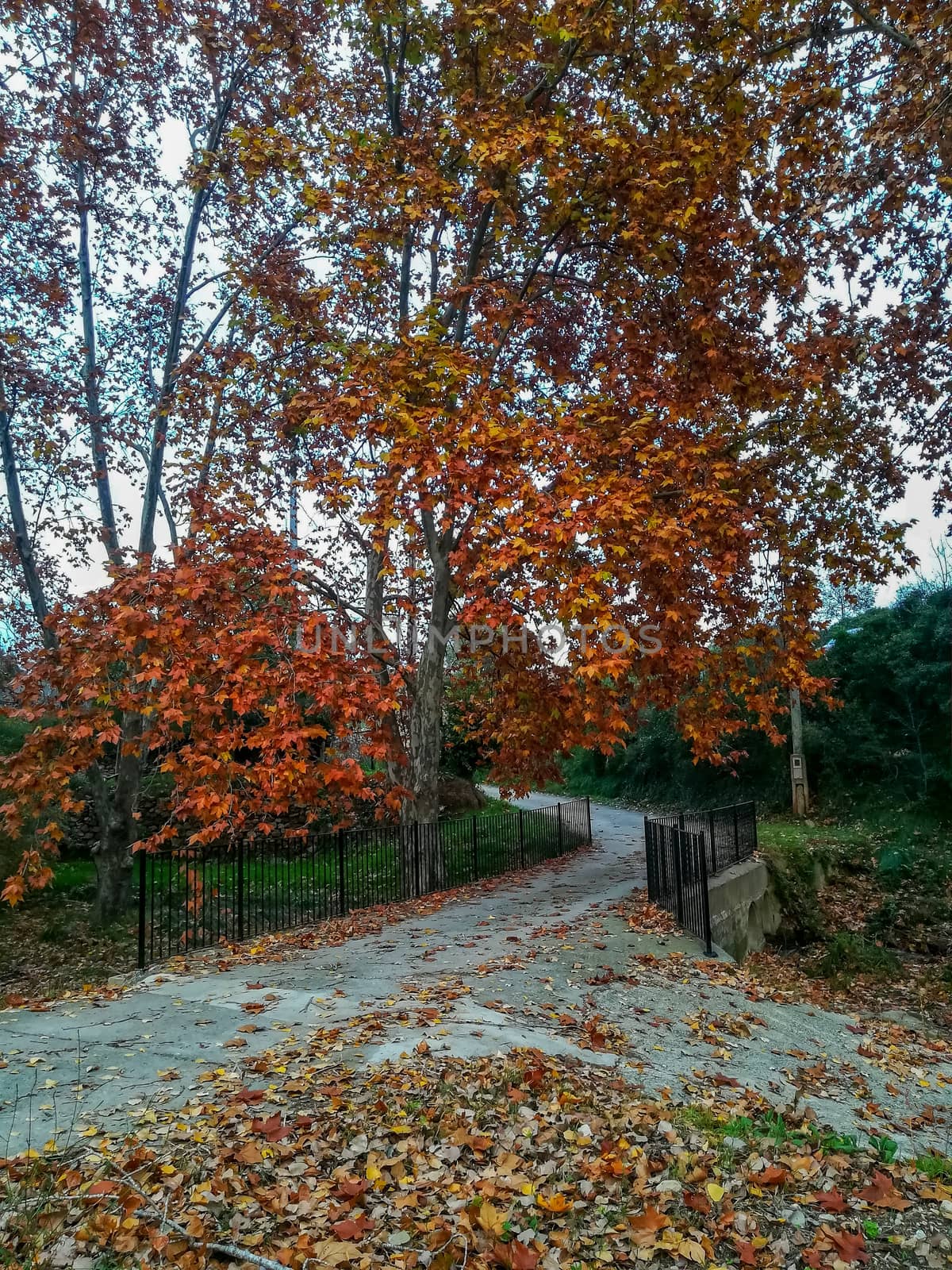 Autumnal landscape with many dry leaves with brown tones