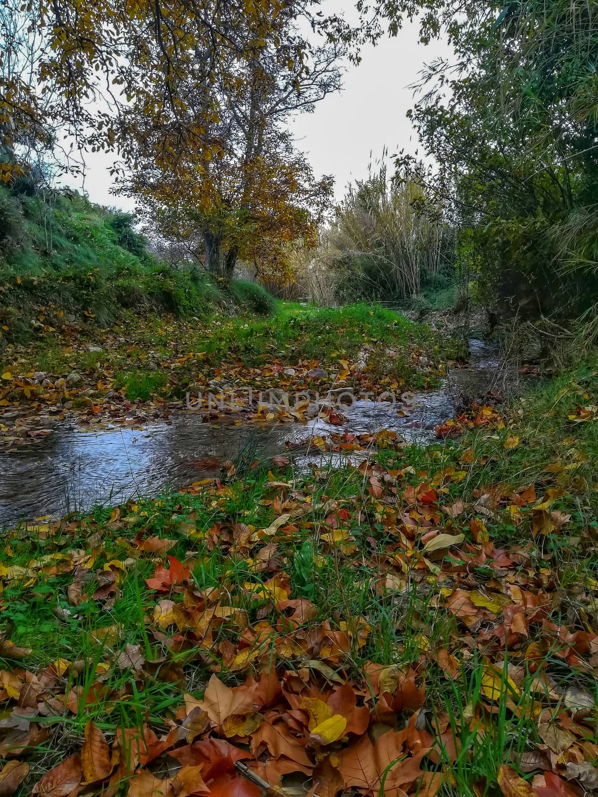 Autumnal landscape with many dry leaves with brown tones