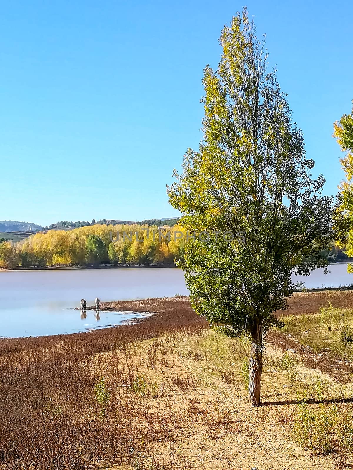 View of Puebla reservoir with mountains in the background and a pine forest