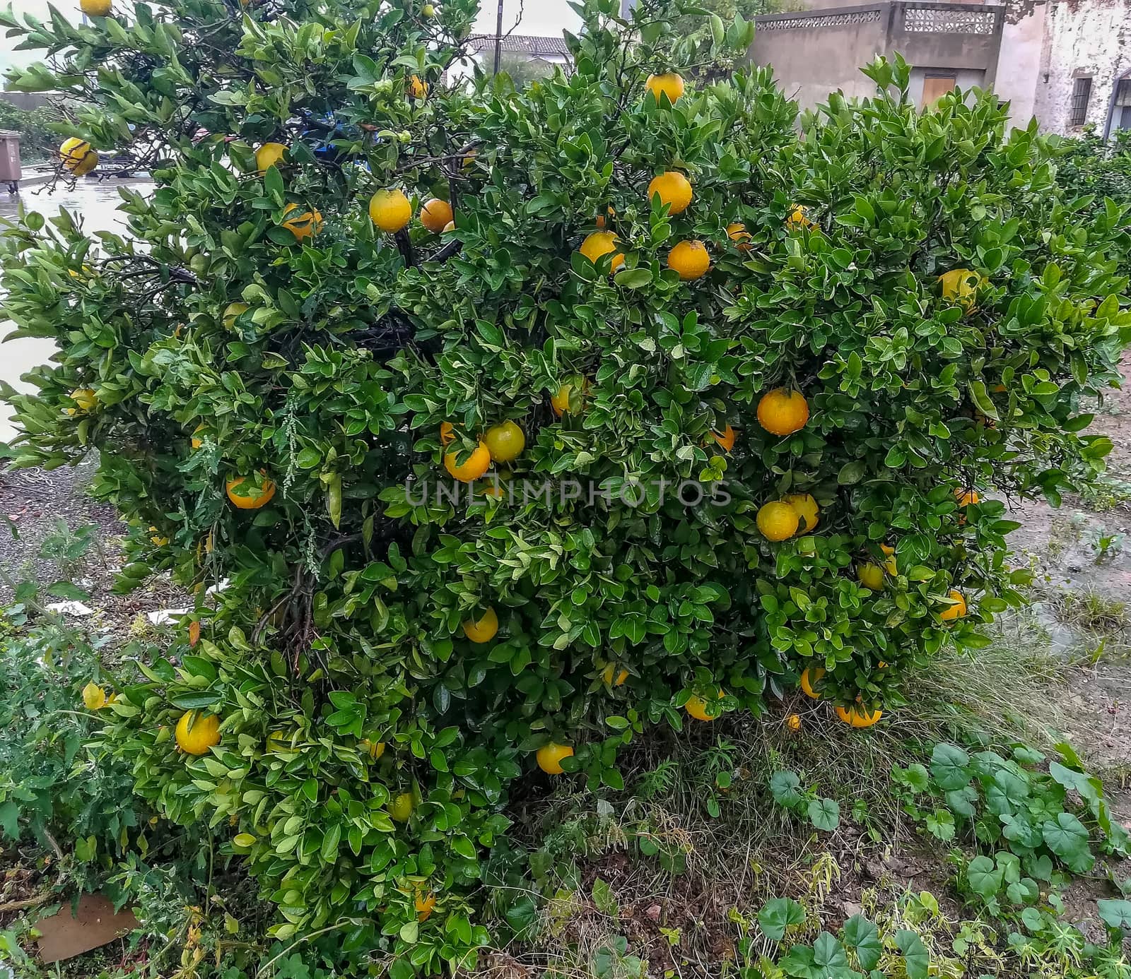 View of orange tree with large fruits in the rain