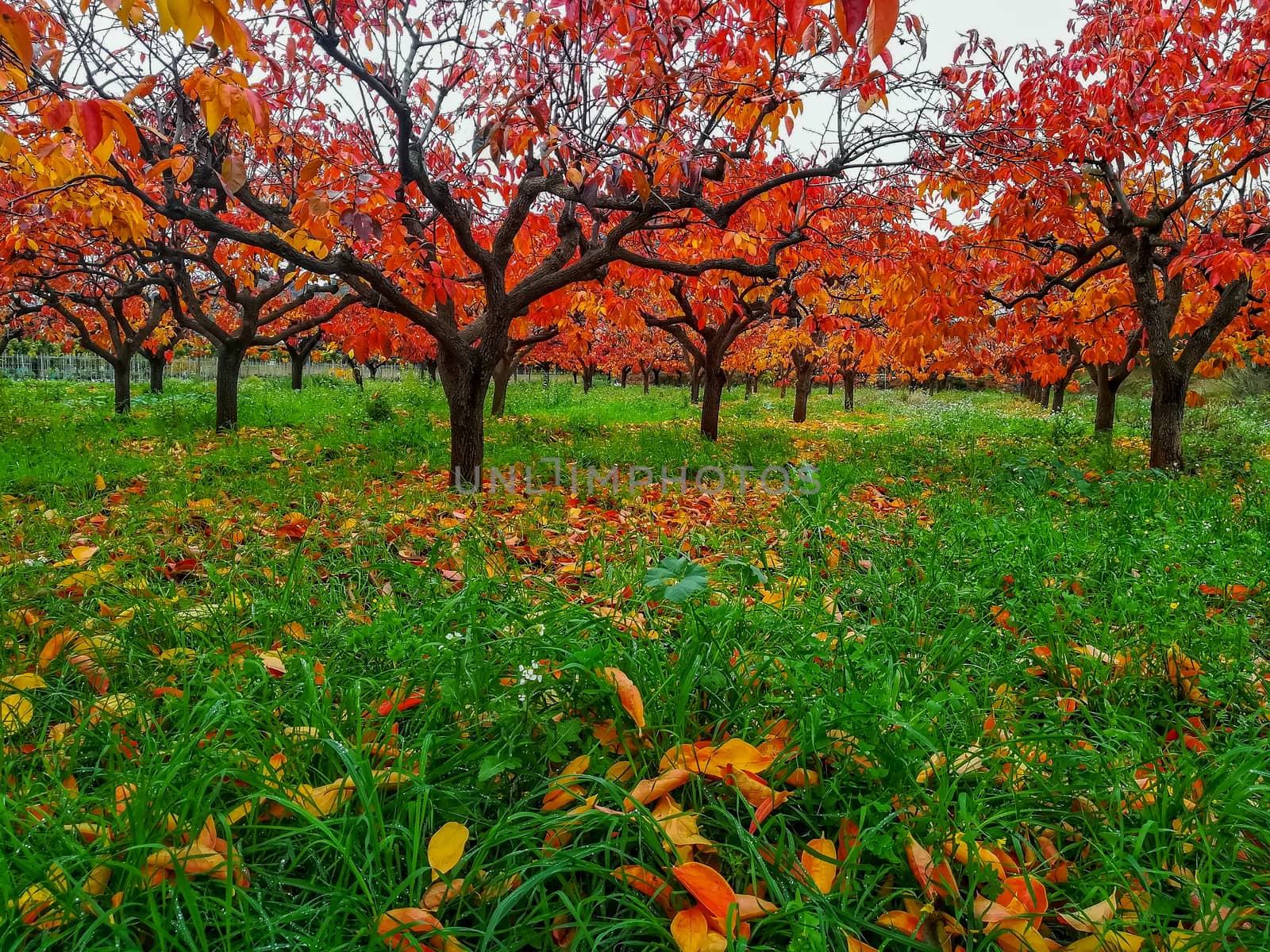 Plantation of kaki trees with leaves in reddish in autumn