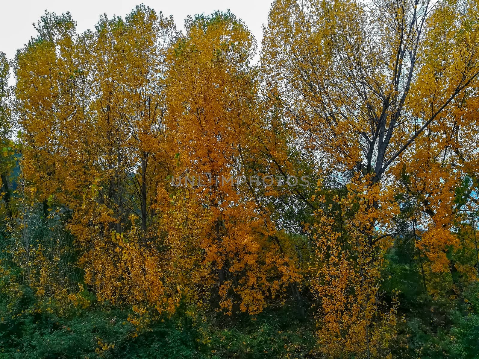 Autumnal landscape with many dry leaves by Barriolo82