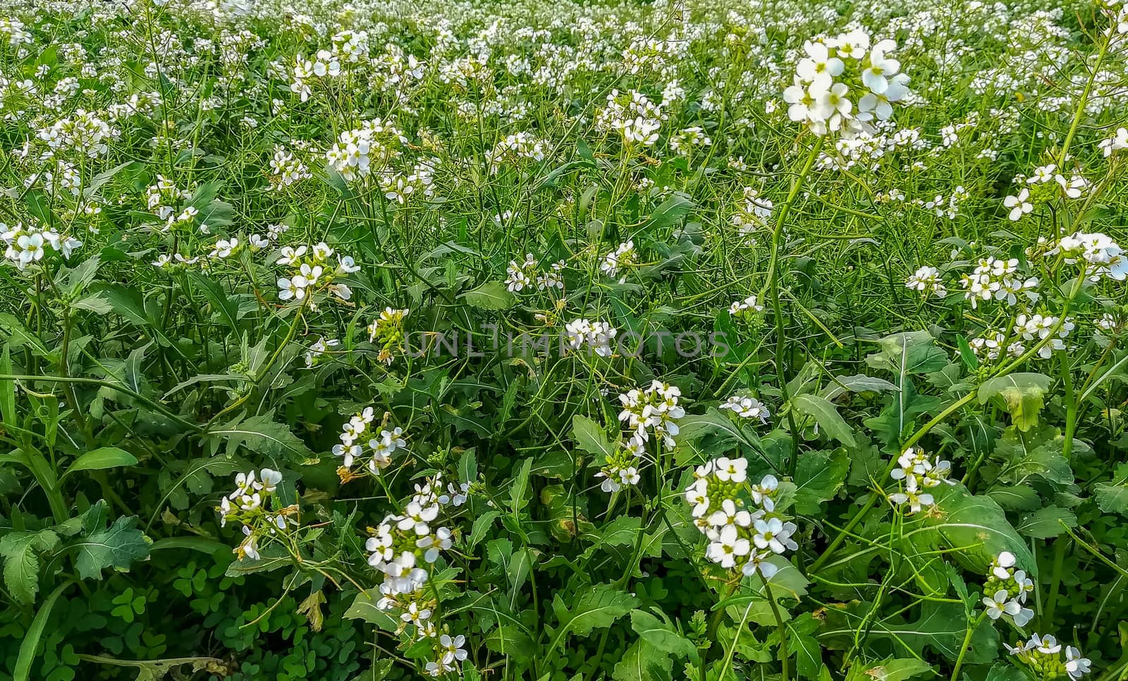 Meadow background with many white flowers