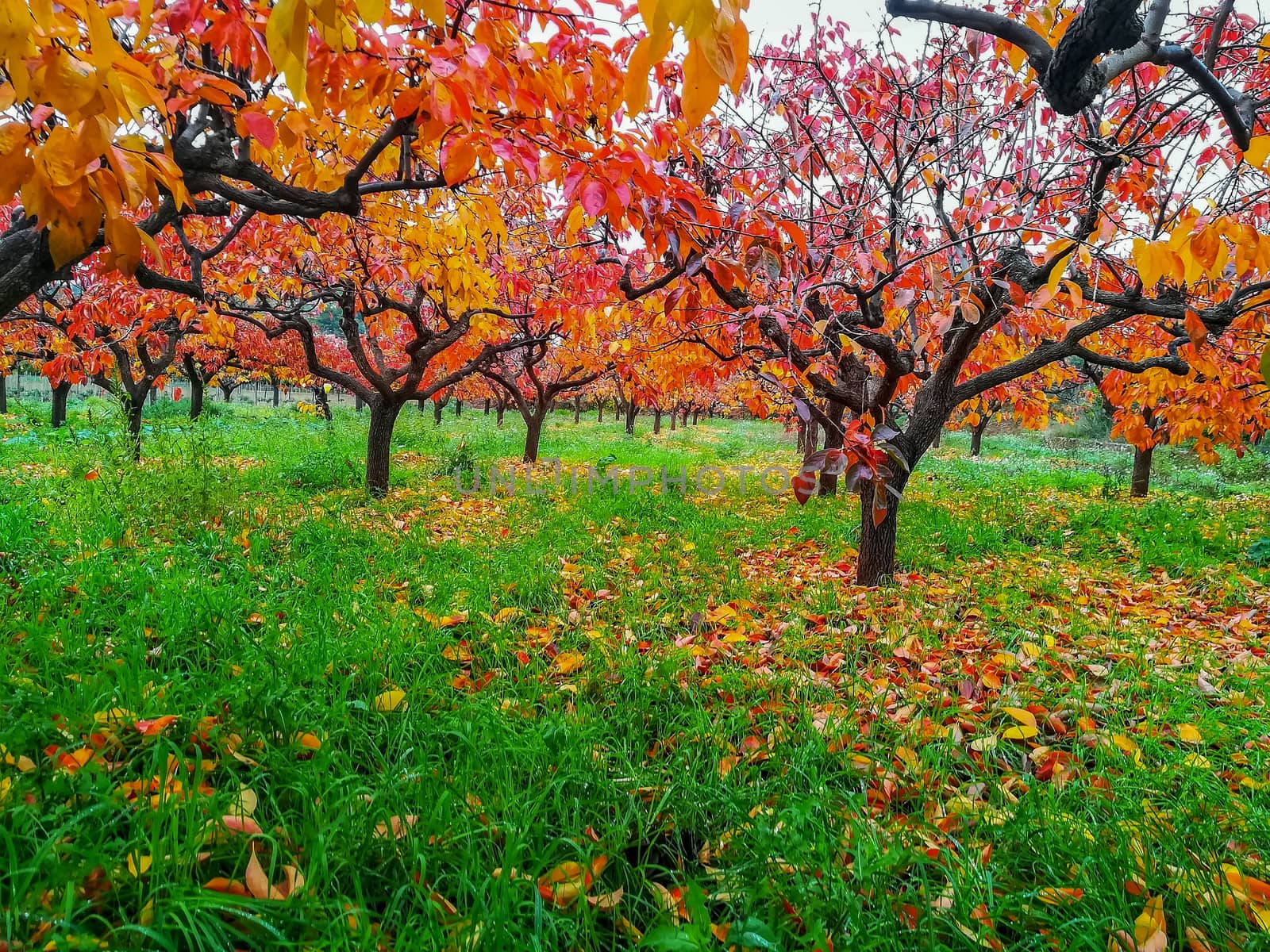 Plantation of kaki trees with leaves in reddish in autumn