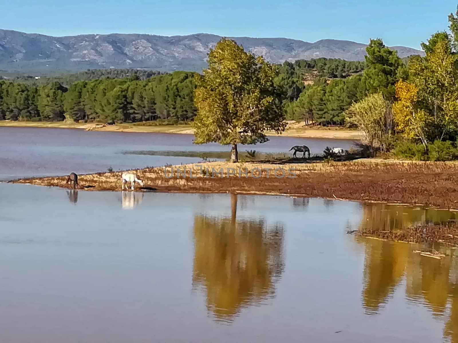 View of Puebla reservoir with mountains in the background and a pine forest