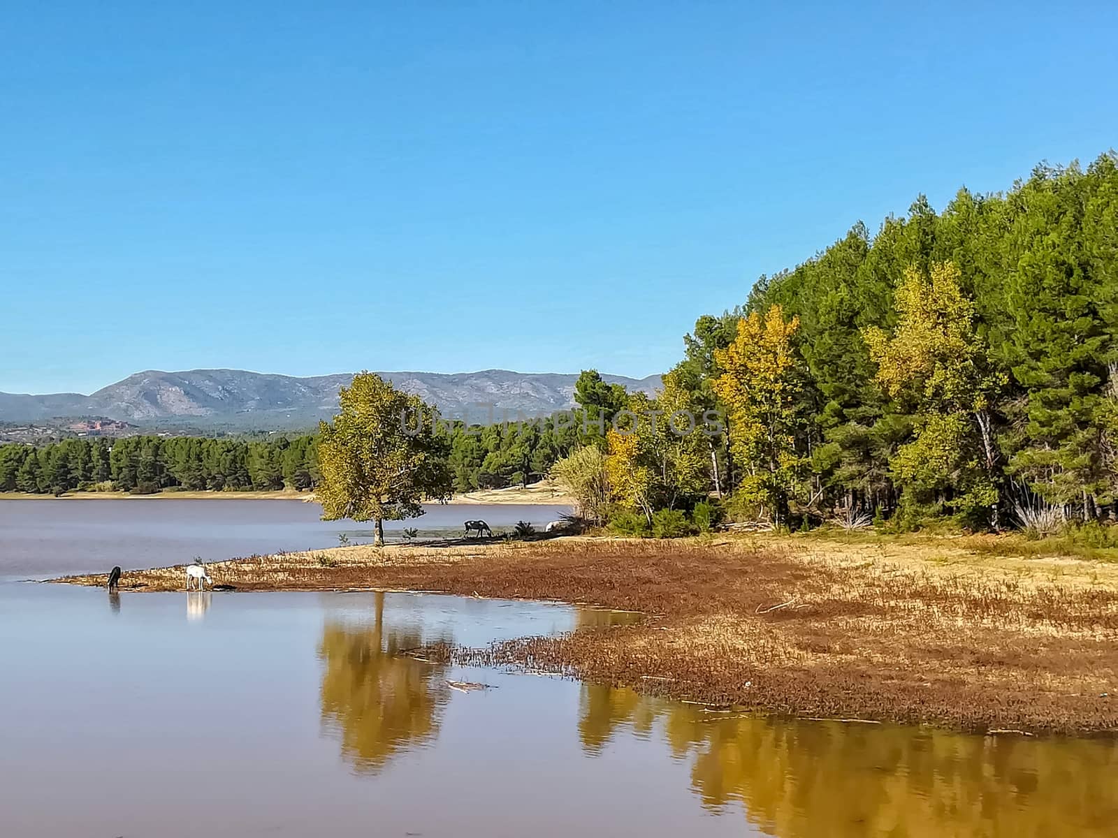 View of Puebla reservoir with mountains in the background and a pine forest