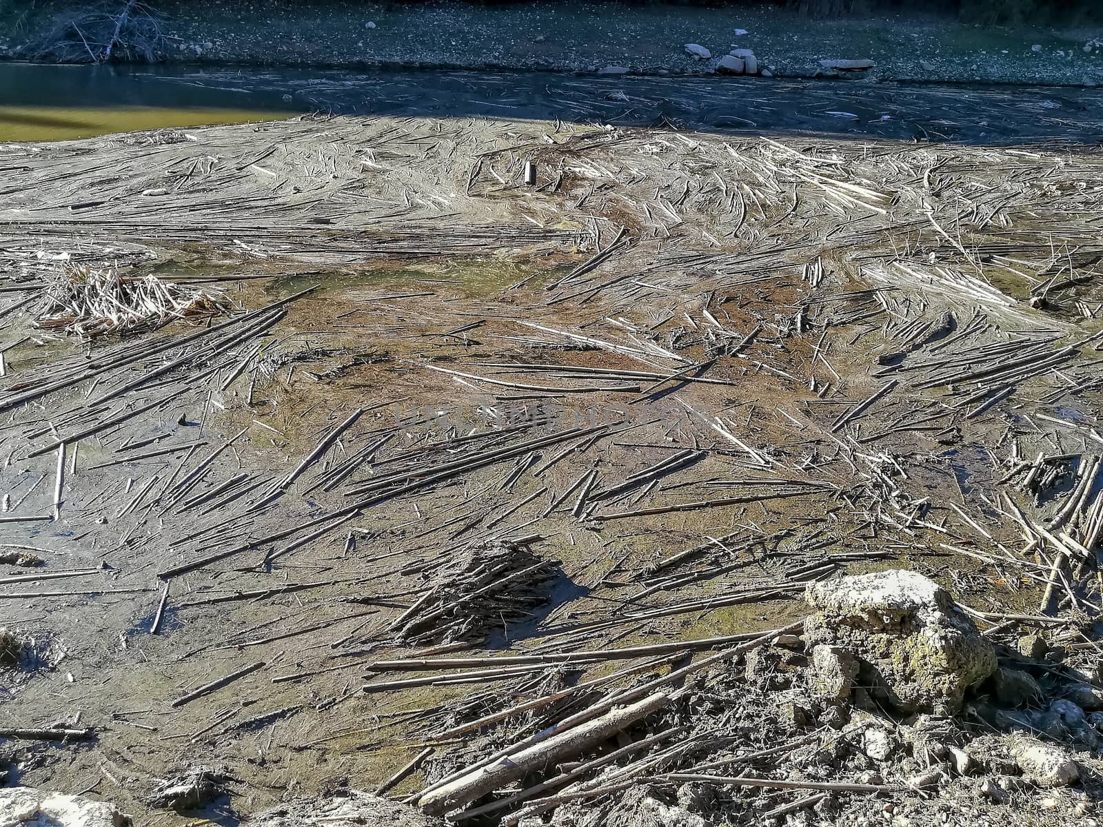 Accumulation of reeds in the water of the Regajo reservoir