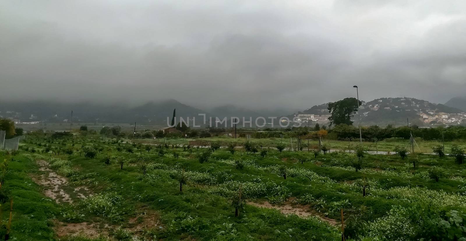 Orange trees plantation with mountains in the background on a rainy day