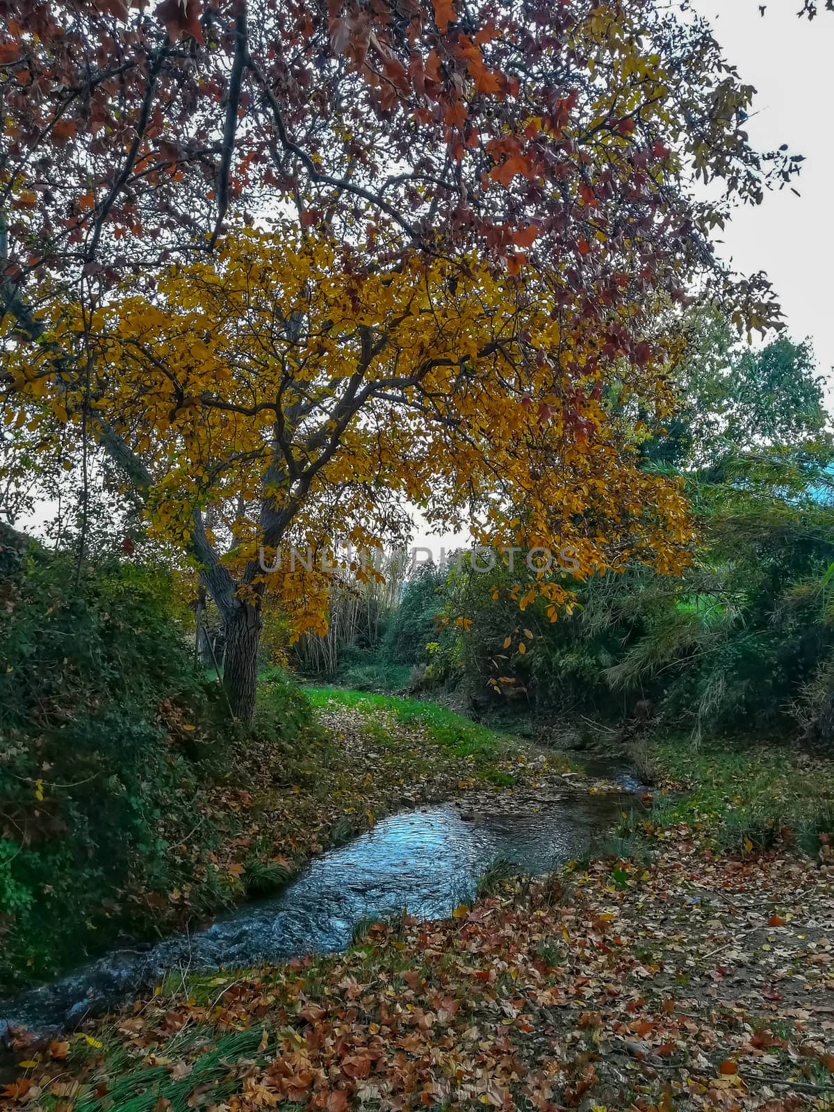 Autumnal landscape on the mountain