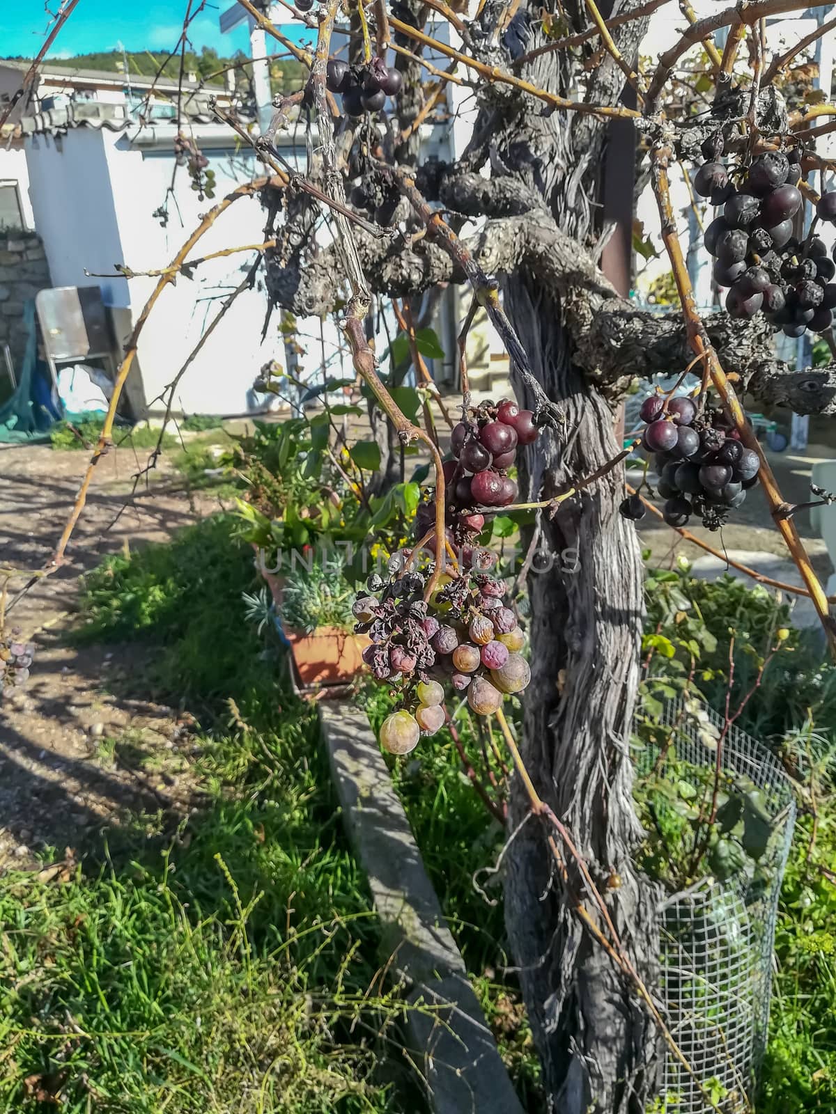 View of tree of grapes with many spoiled fruits
