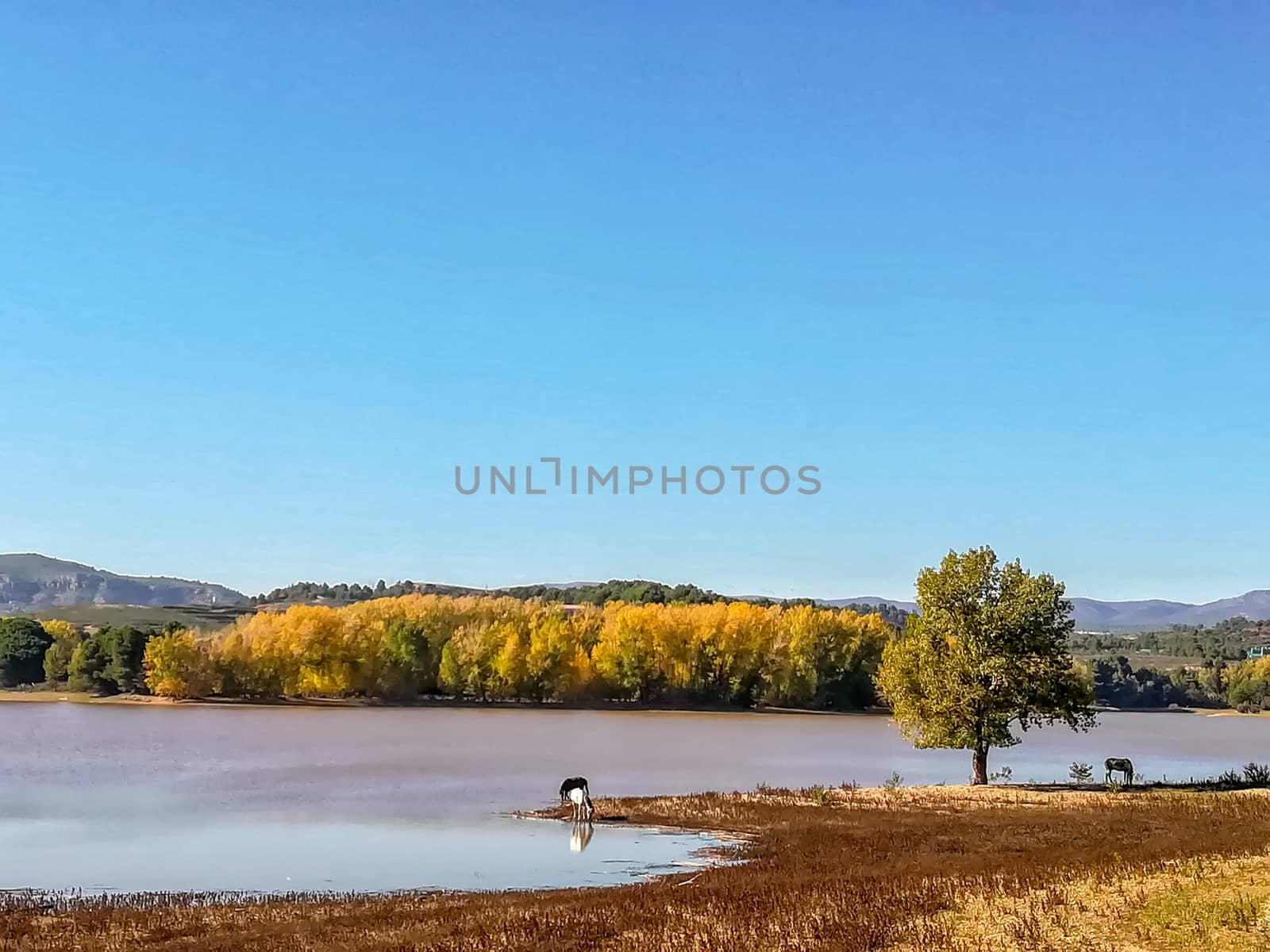 View of Puebla reservoir with mountains in the background and a pine forest