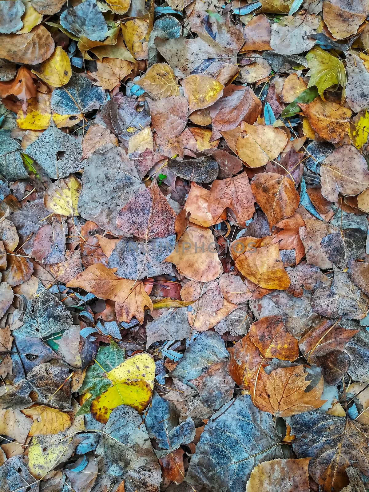 Background fallen leaves in green and brown tones
